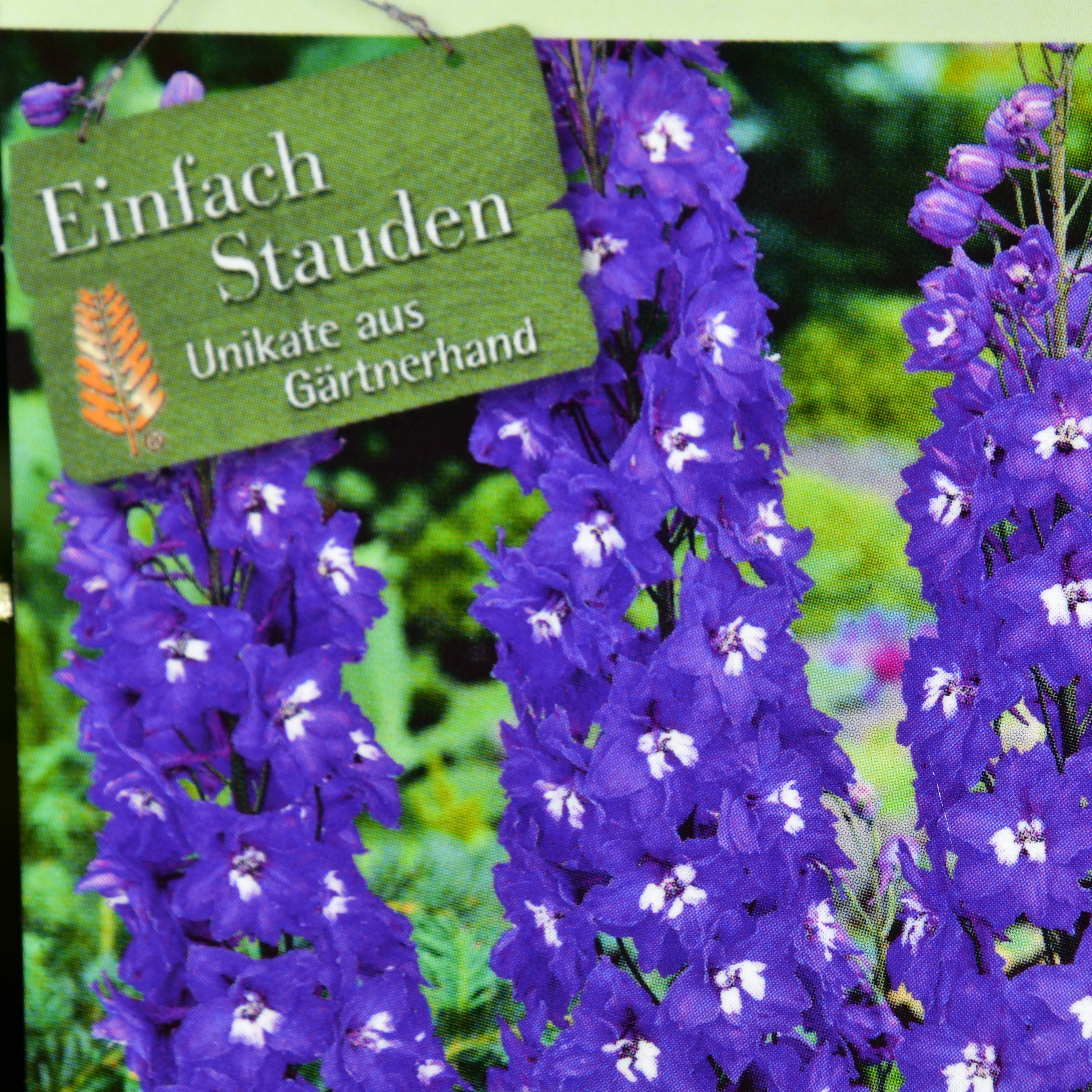 Delphinium 'Blue Bird' 1L