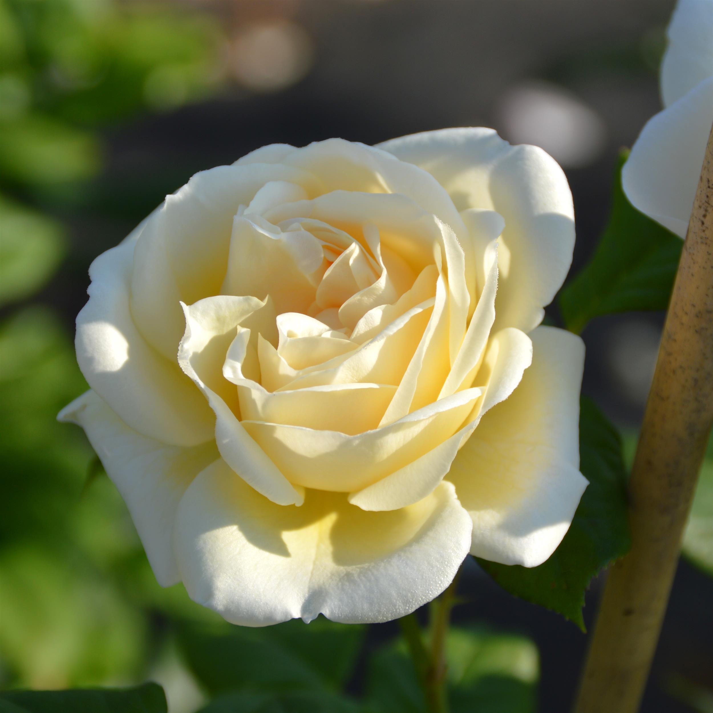 Uetersener Kloster Rose