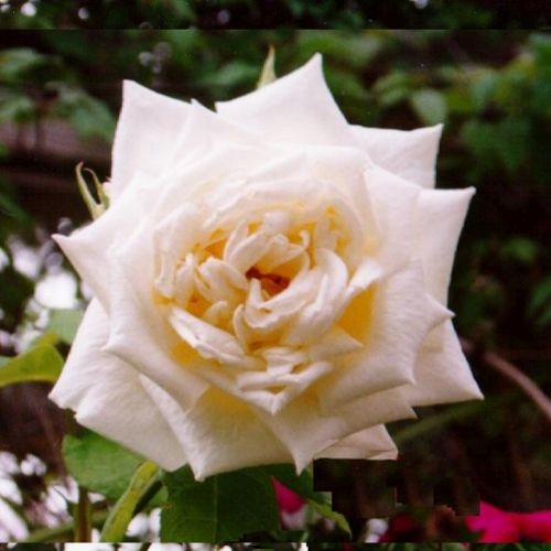 Paul´s Lemon Pillar