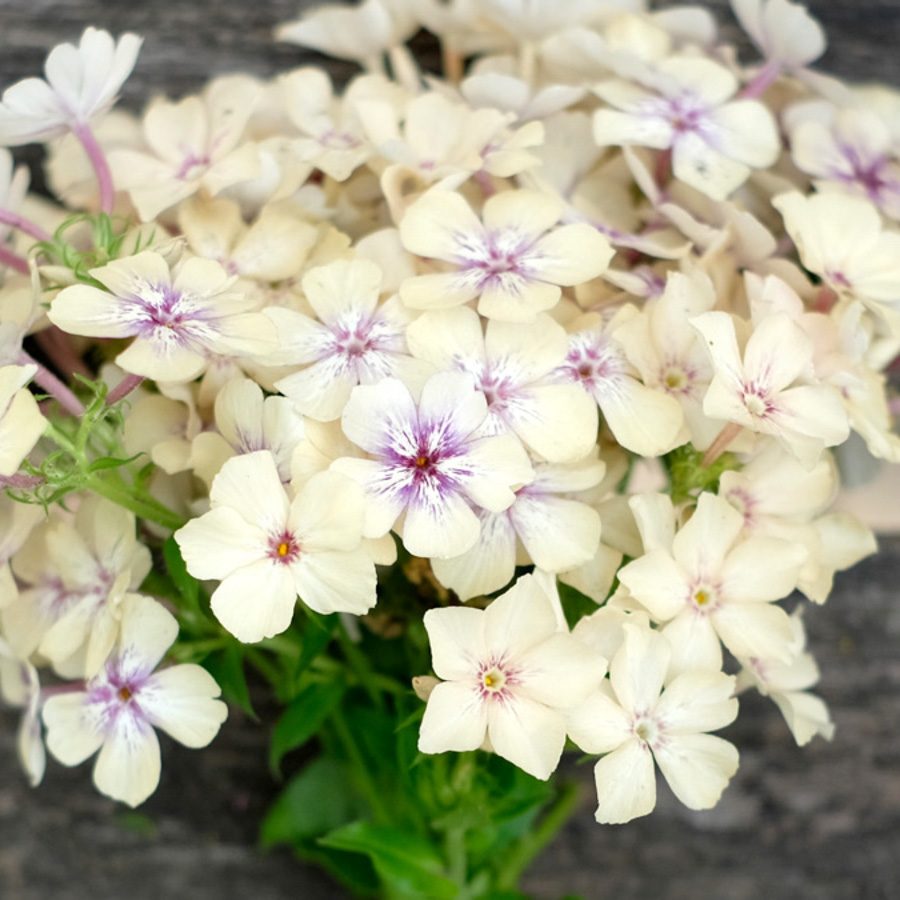 Phlox Drummondii 'Creme Brulee' (Sommer-Phlox)