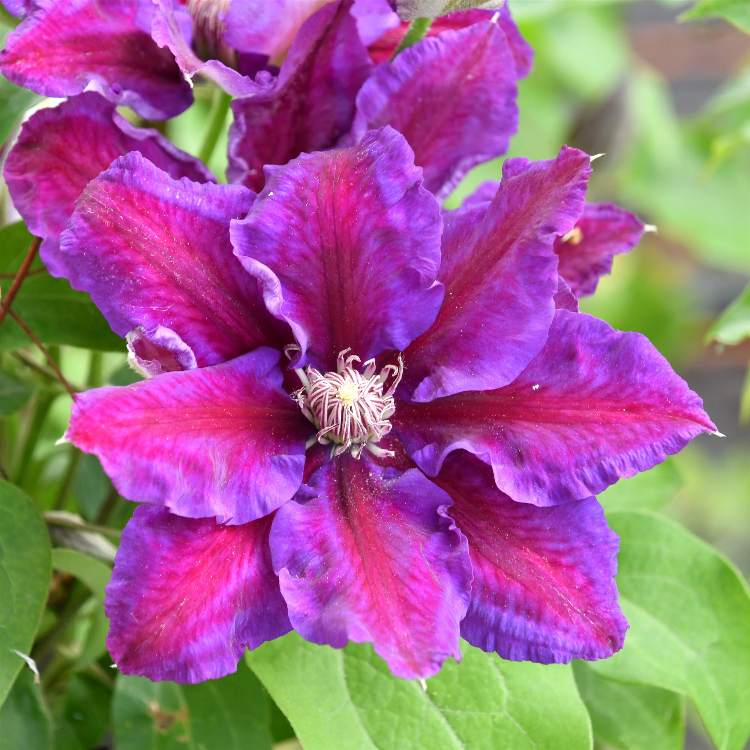 Clematis Hyb. Saalomon