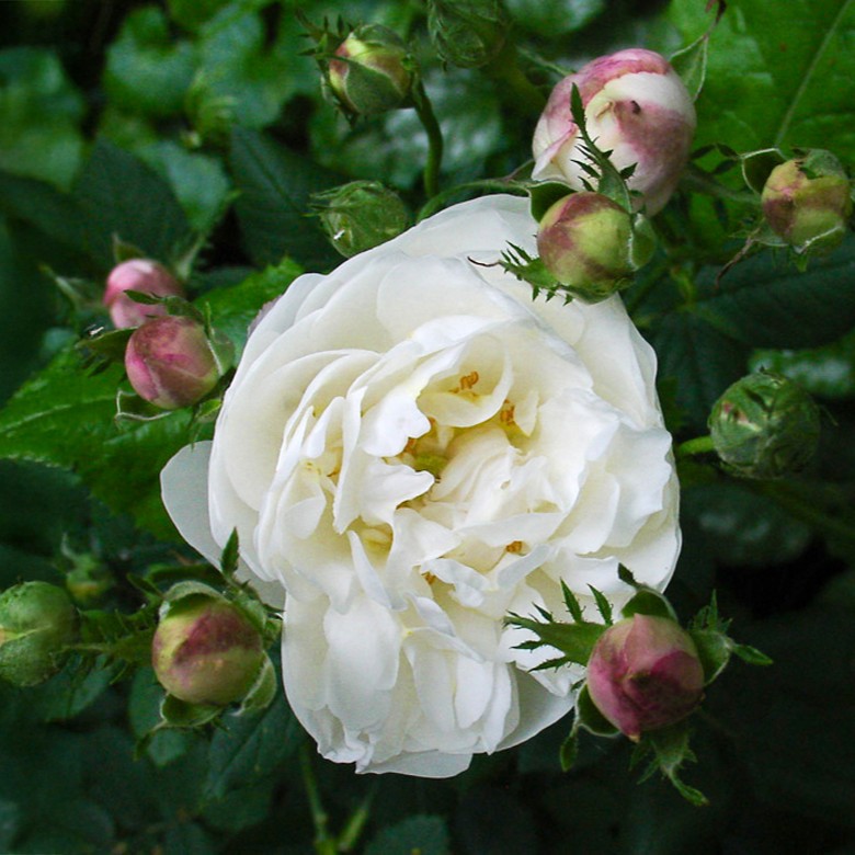 Mme Plantier