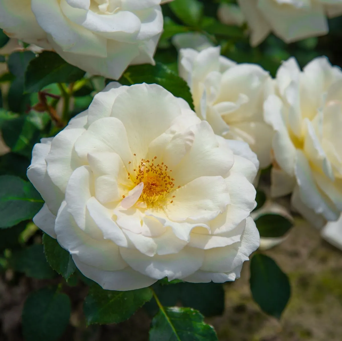 Iceberg / Schneewittchen