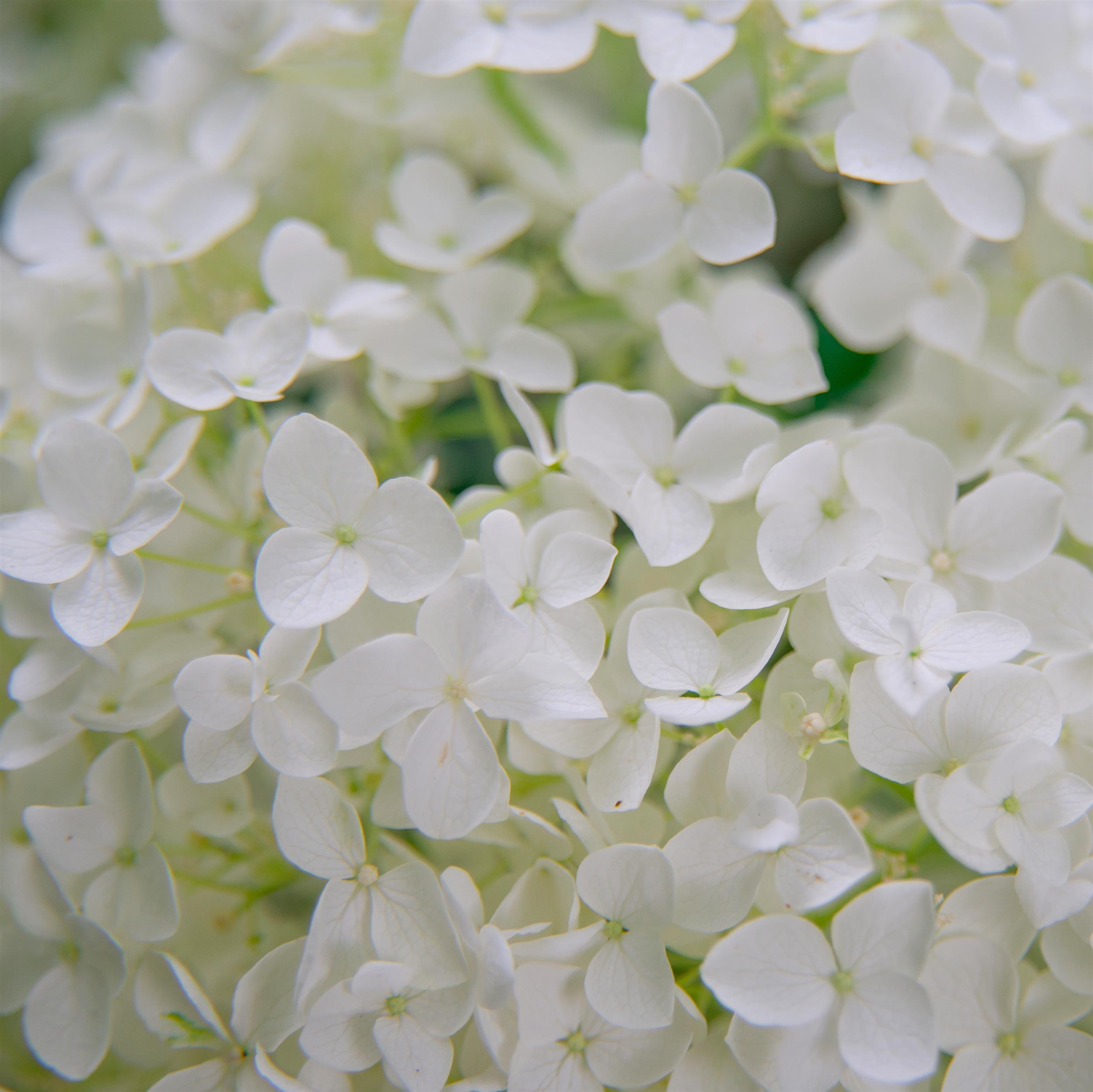 Hydrangea arborescens Annabelle 5L