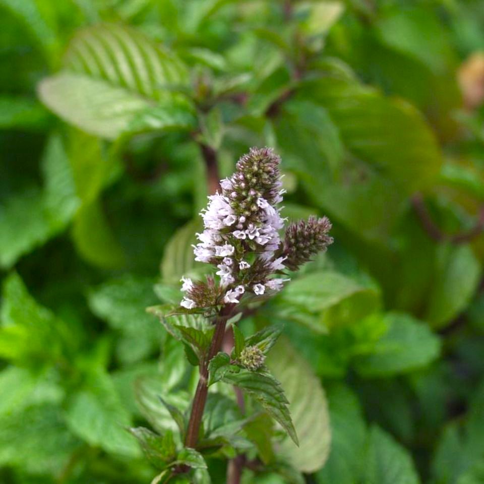 Mentha piperita Chocolate 1L