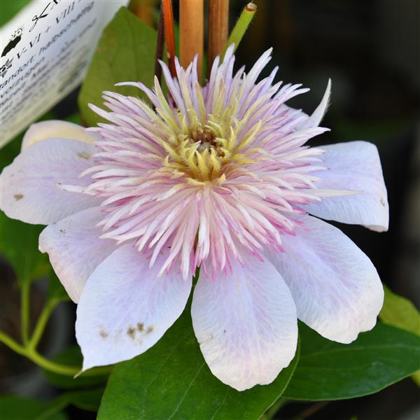 Clematis hyb. Moonglow