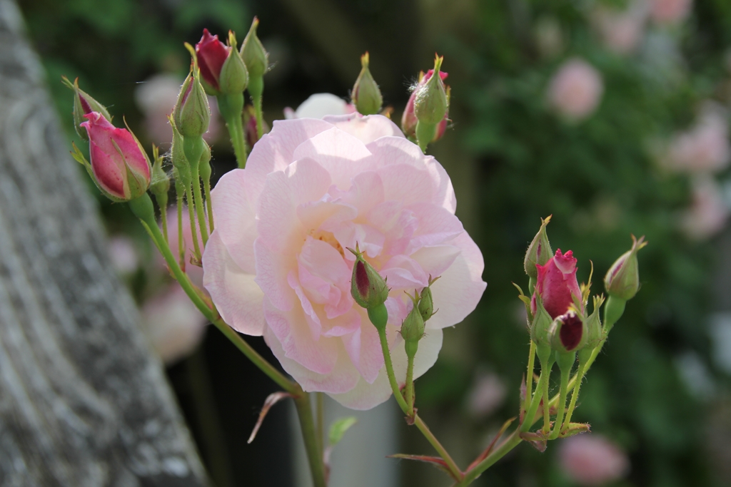 Scarman´s Himalayan Musk