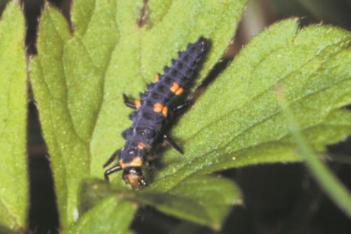 30 Marienkäfer Adalia bipunctata Larven  für 10m²
