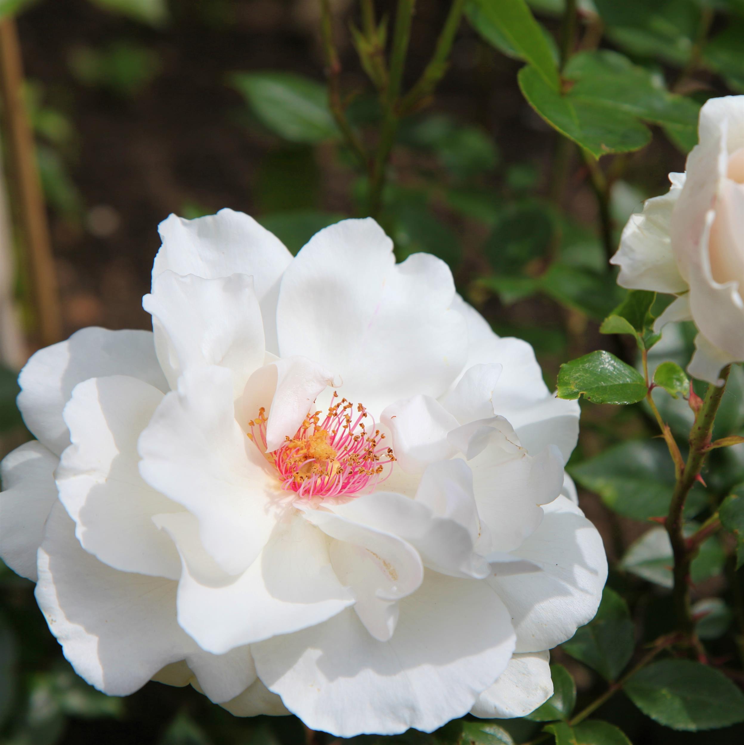 Miss Elizabeth Bennet