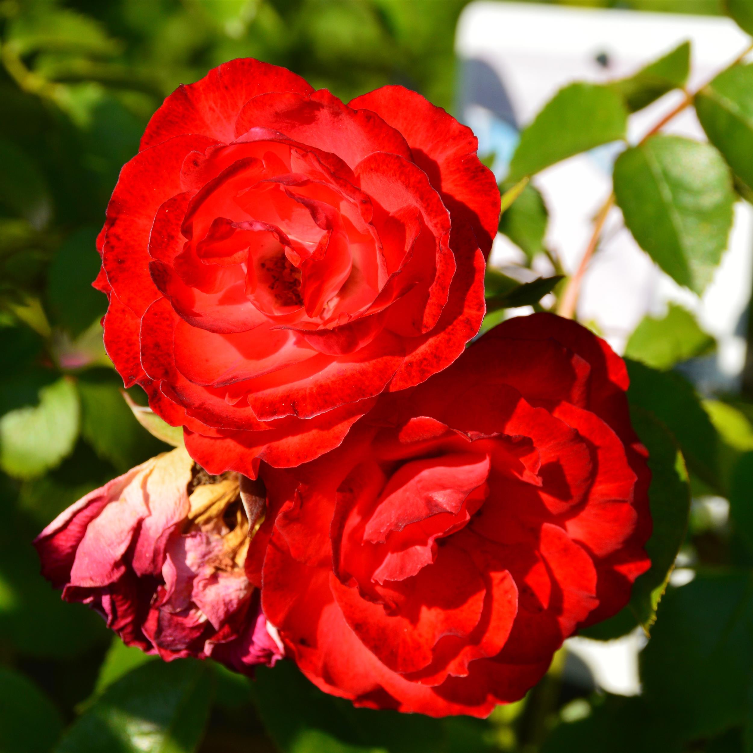 Planten und Bloomen