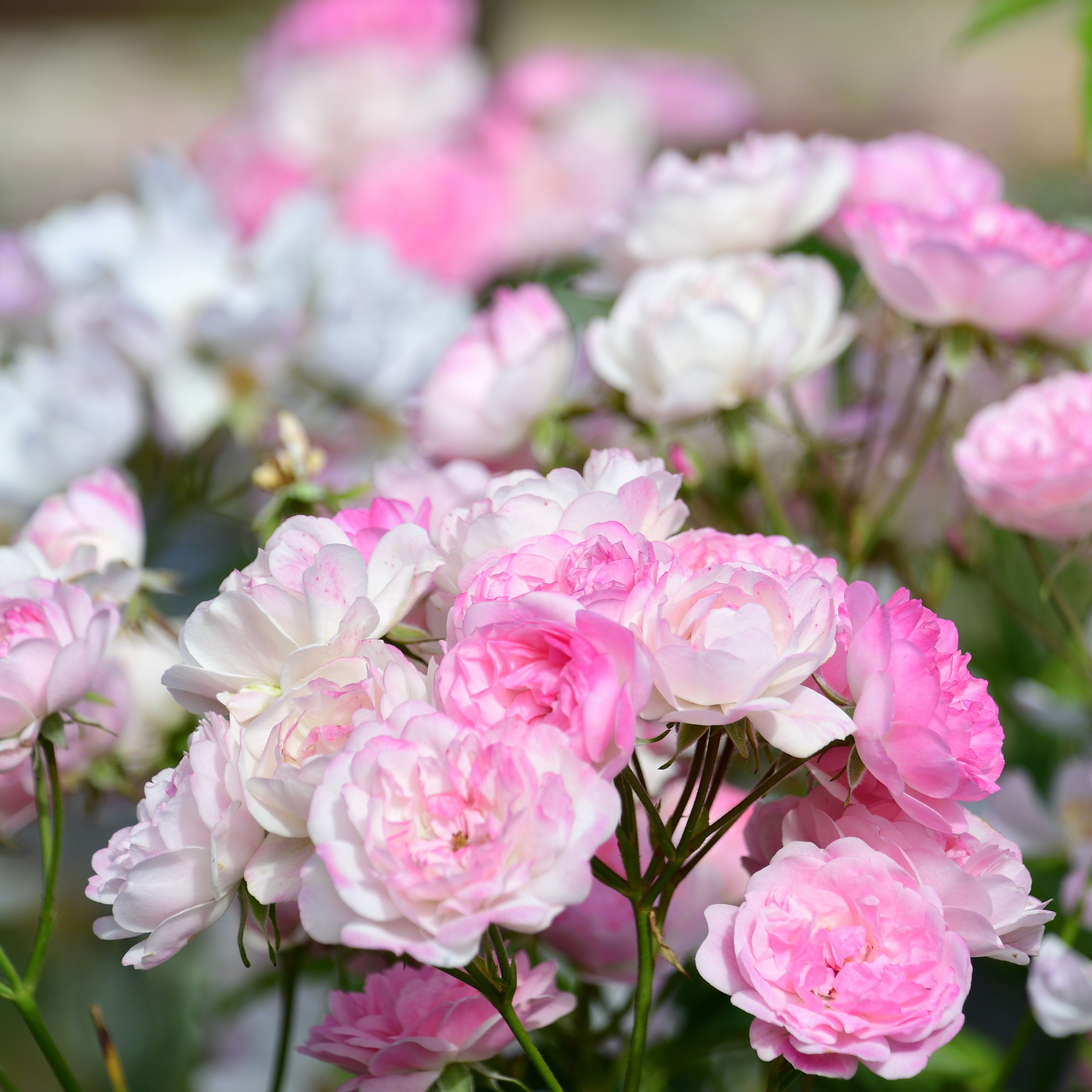Mozart´s Lady