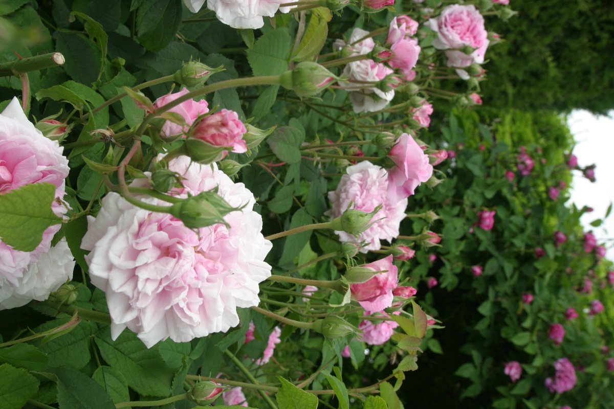 Ispahan / Pompon des Princes