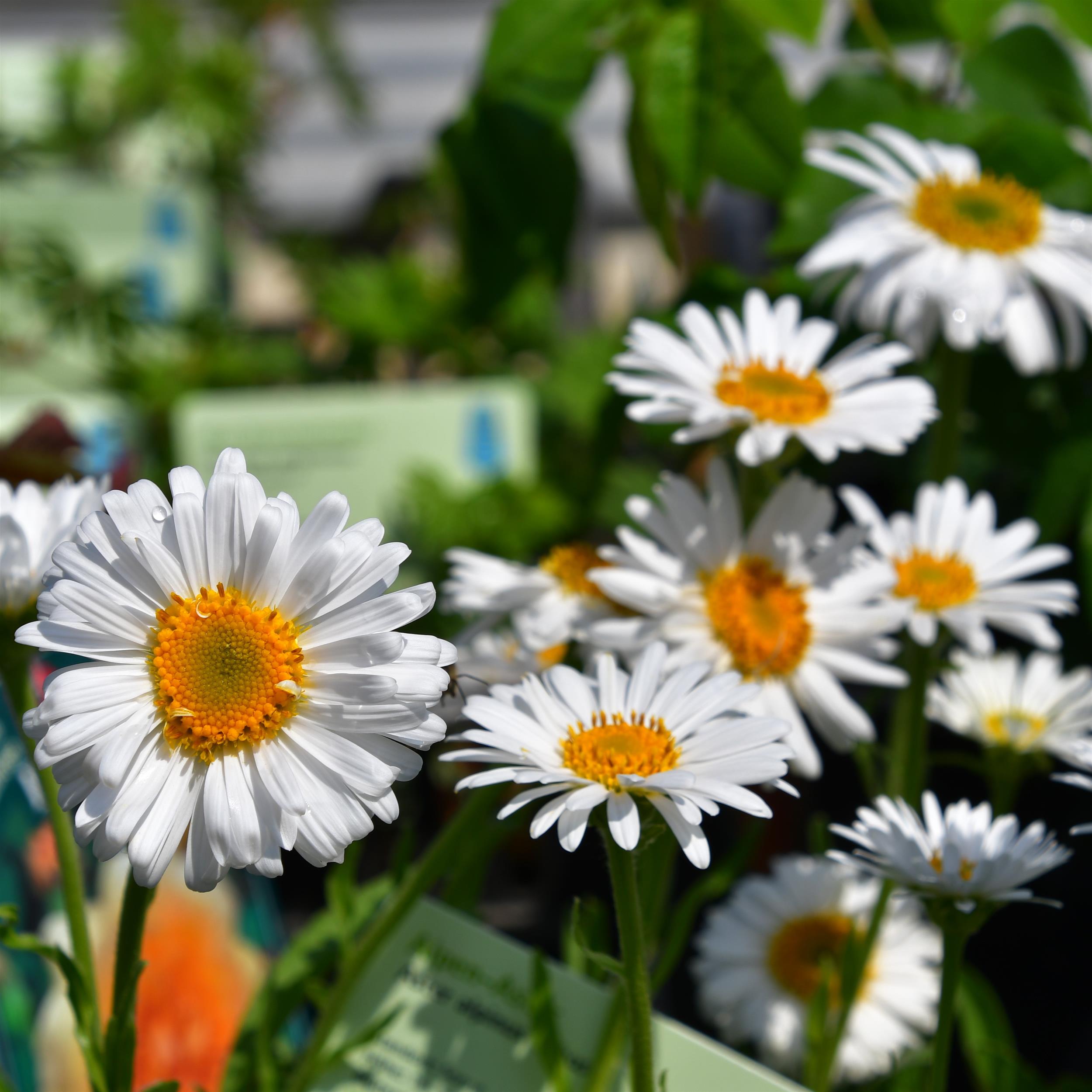 Aster alpinus 'Albus' P1