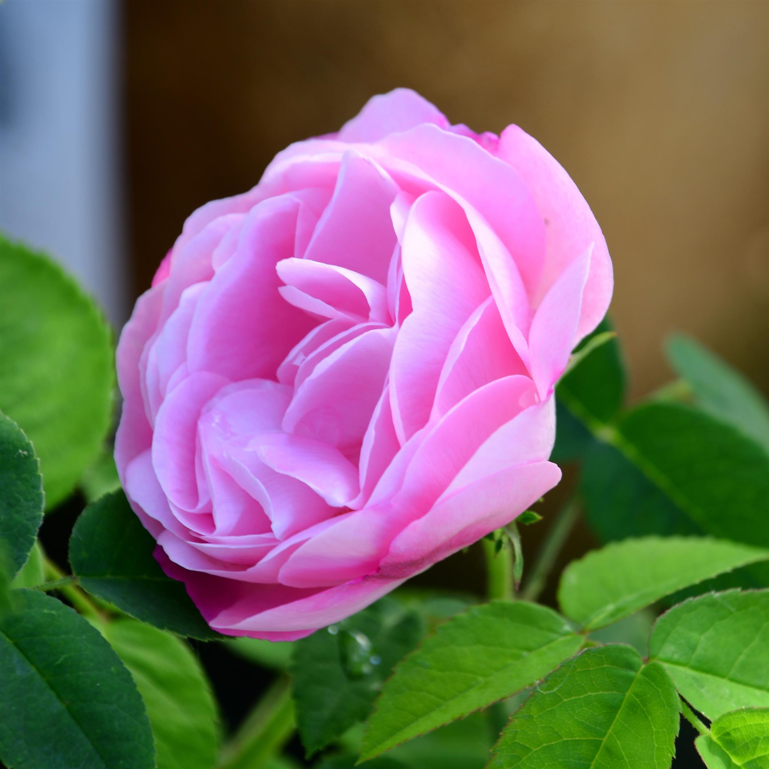 Belle Amour