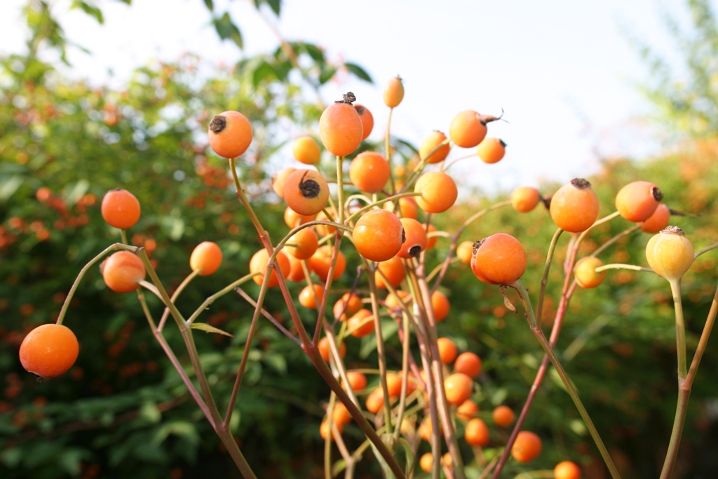Scarman´s Himalayan Musk