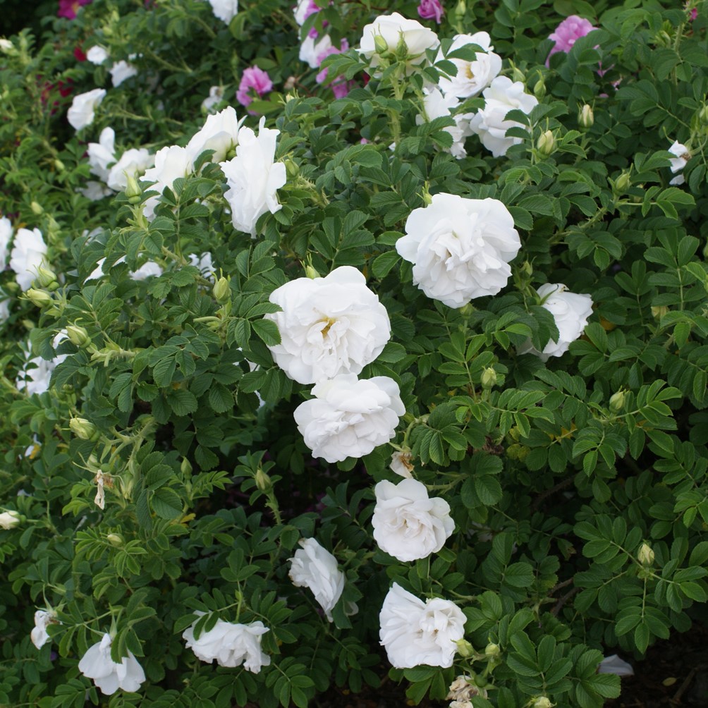 Blanc Double de Coubert