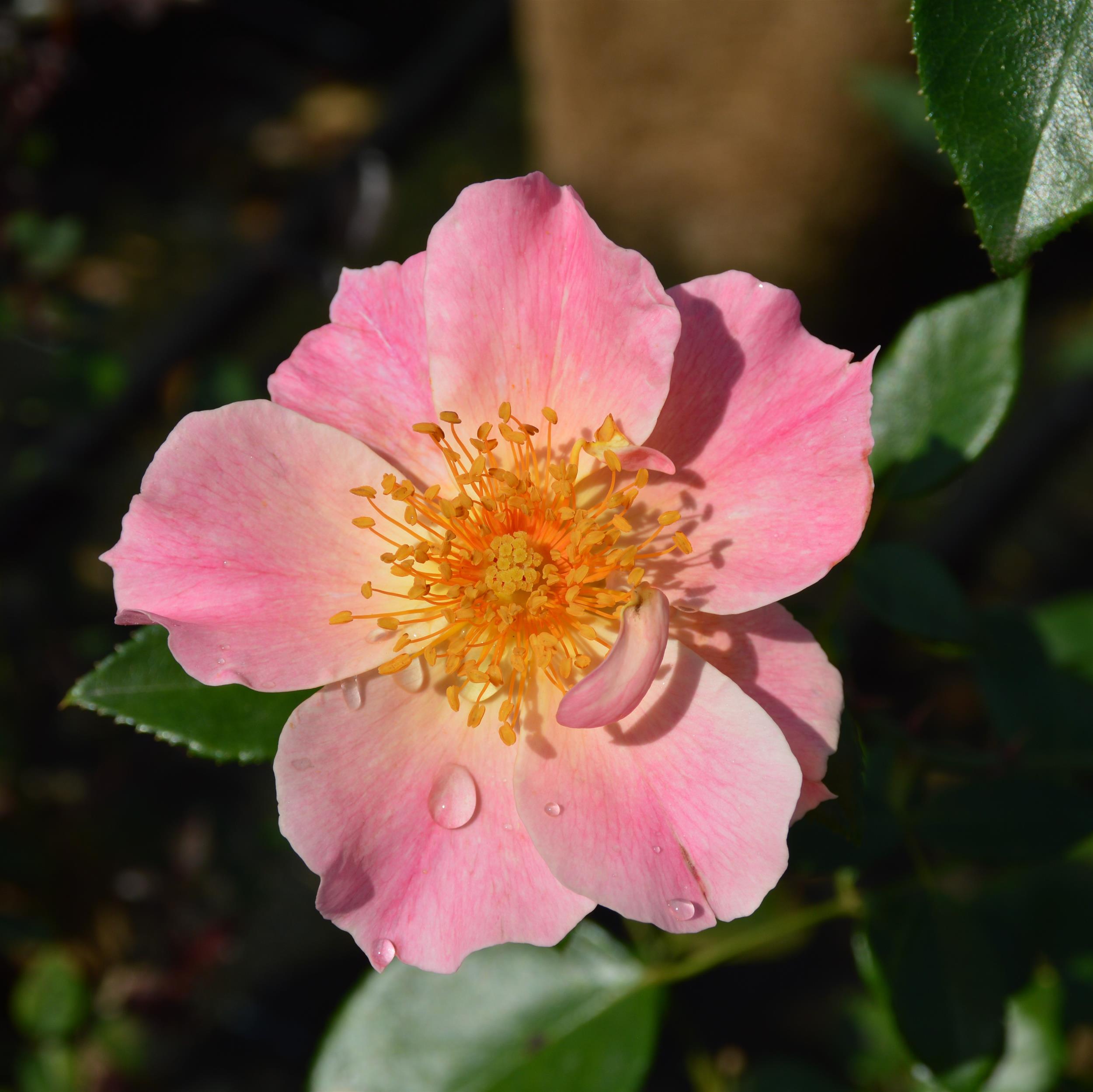 Pretty Pink Pet - Stammrose 90 cm