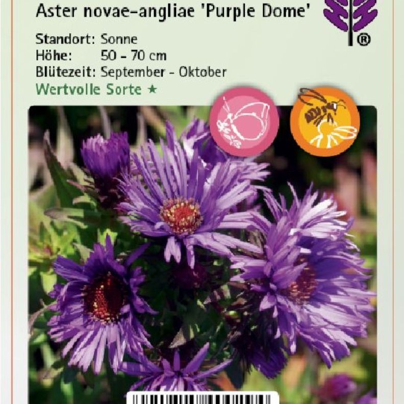 Aster novae-angliae 'Purple Dome' 1L