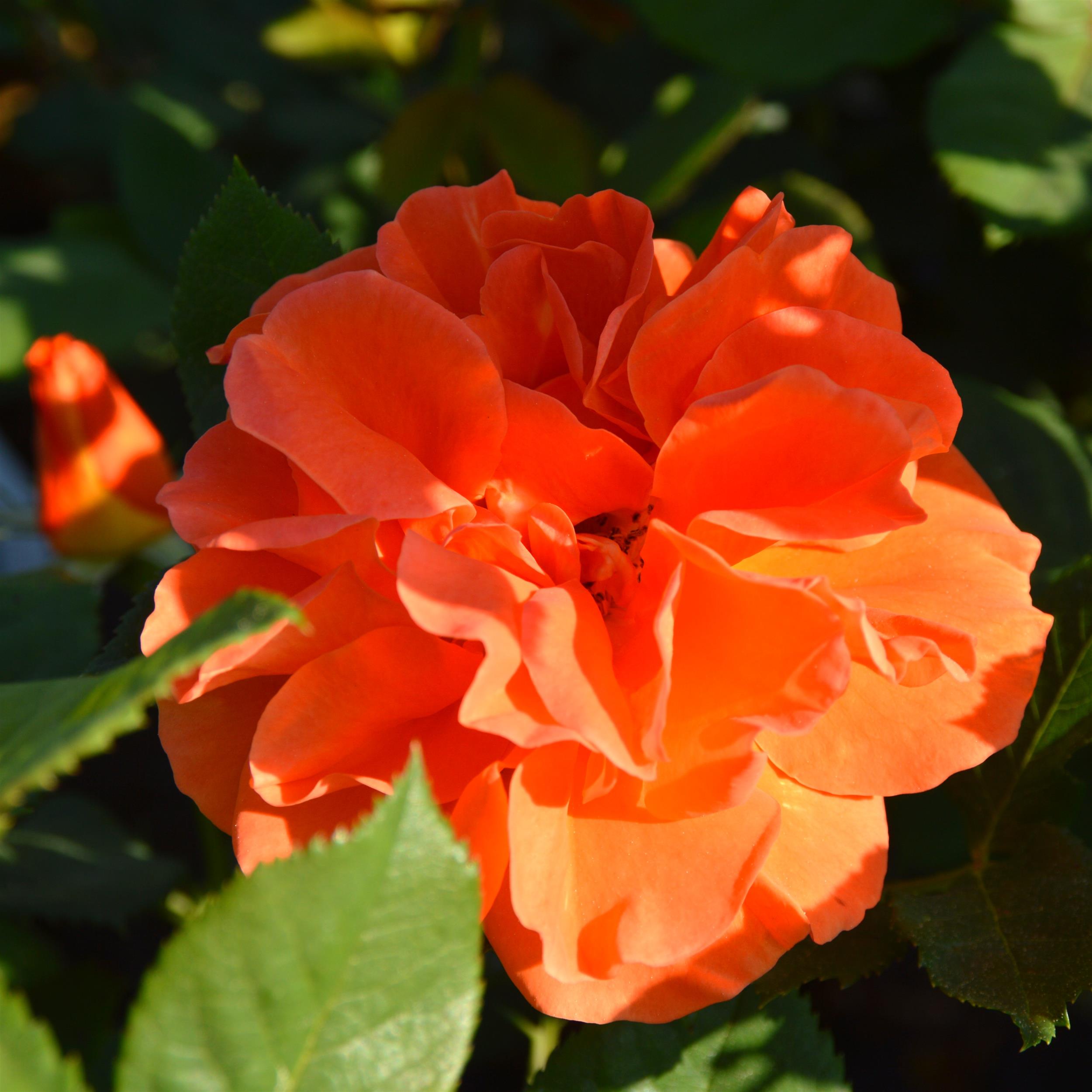 Orange Dawn