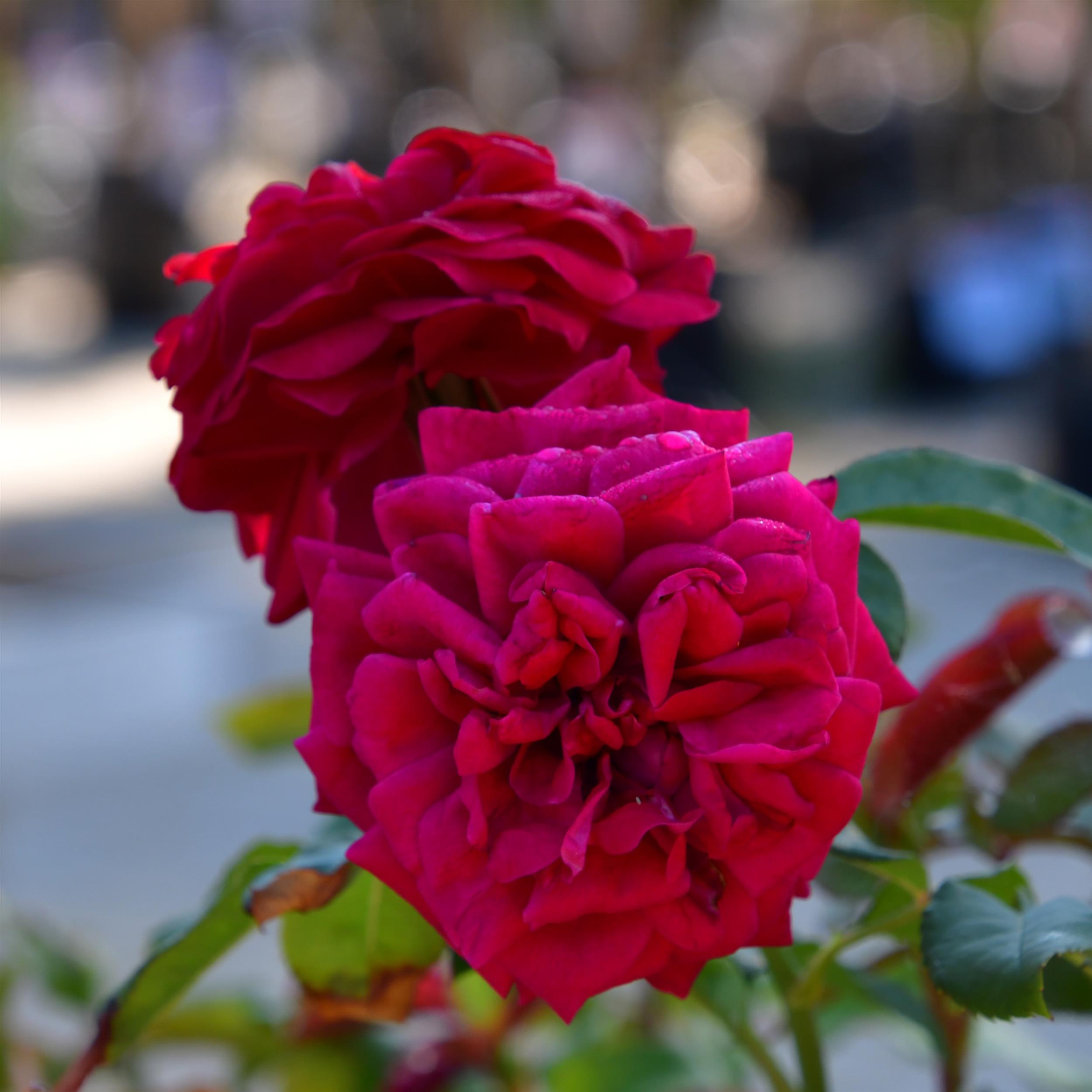Rouge Meilove - Stammrose 60 cm