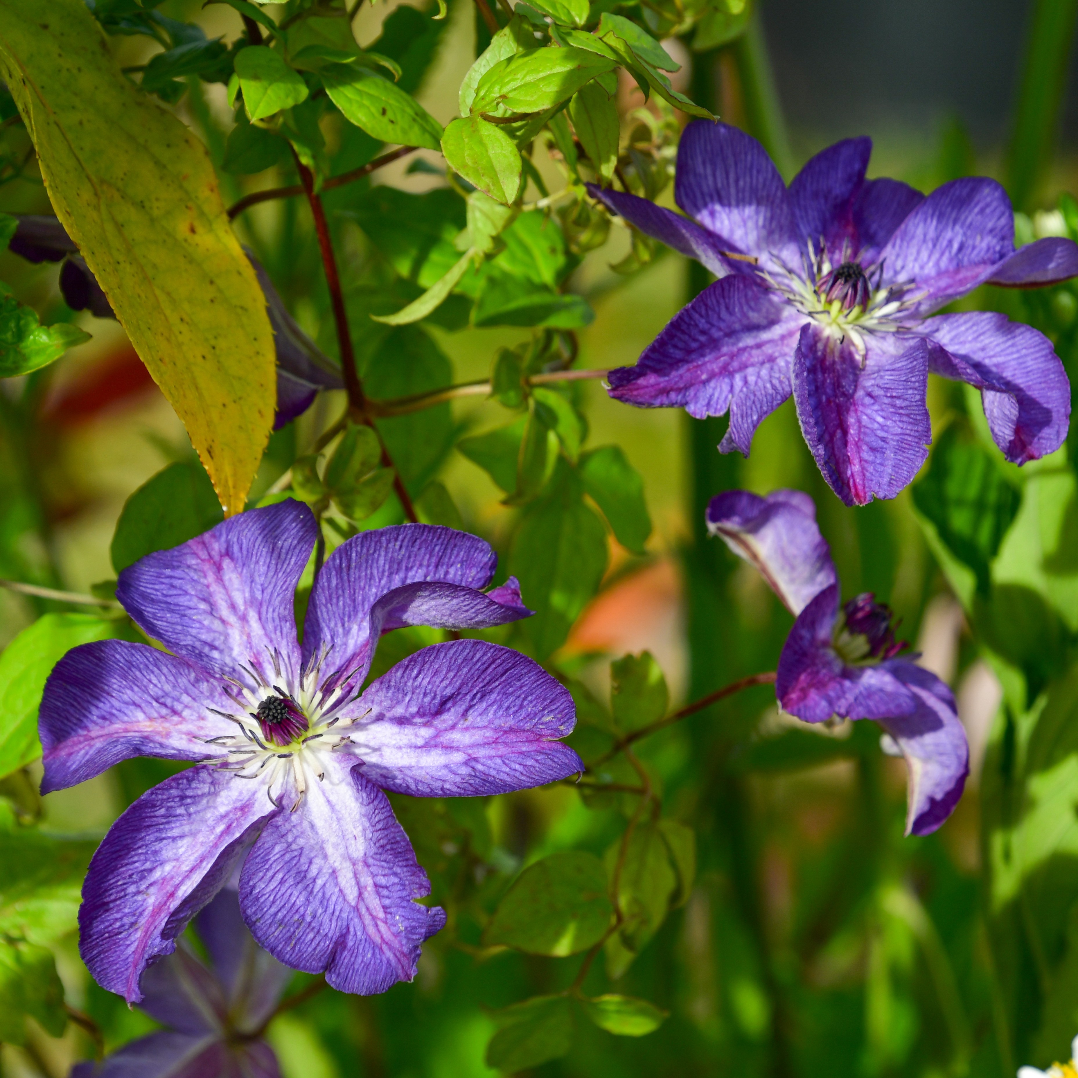 Clematis viticella 'Venosa Violacea'
