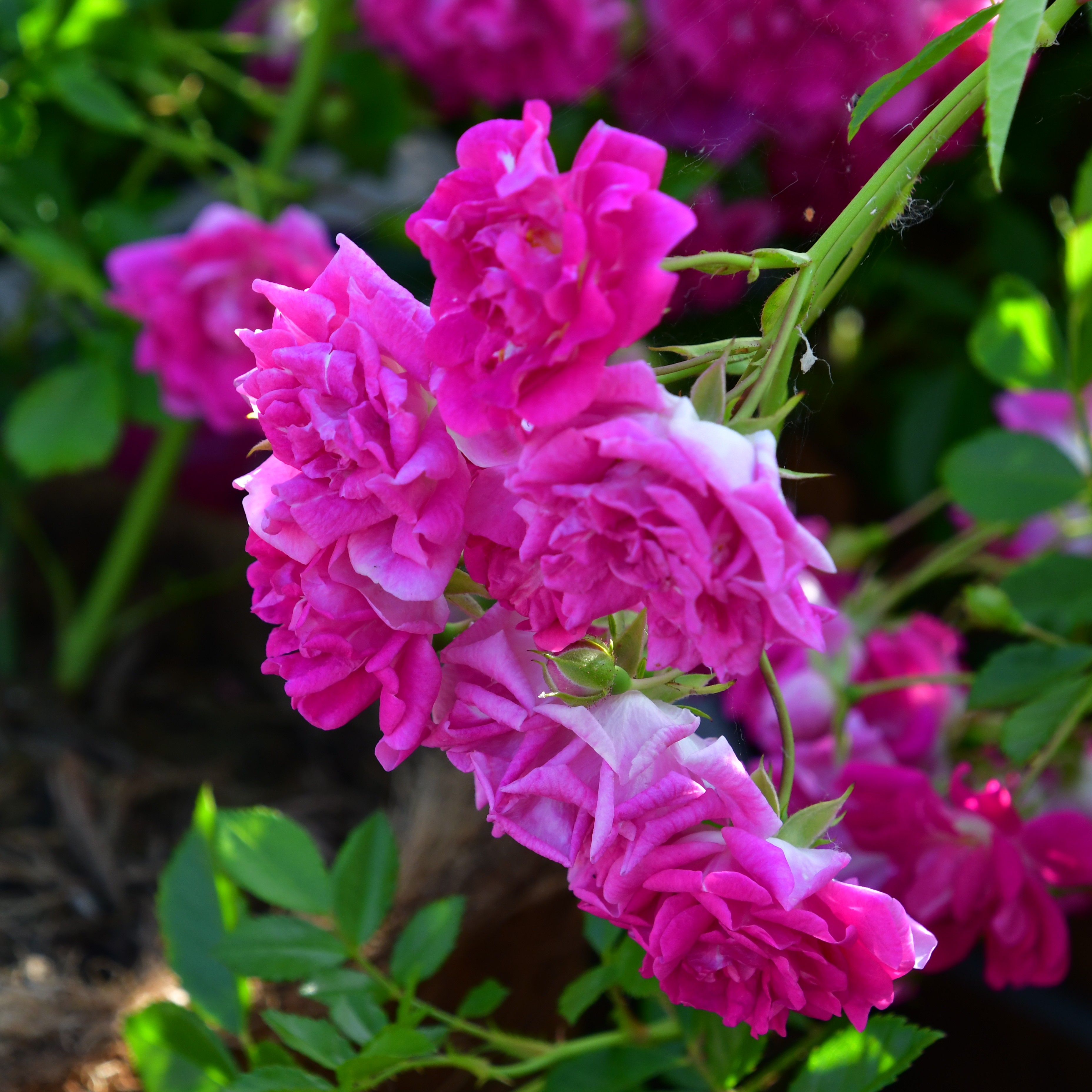 Super Excelsa