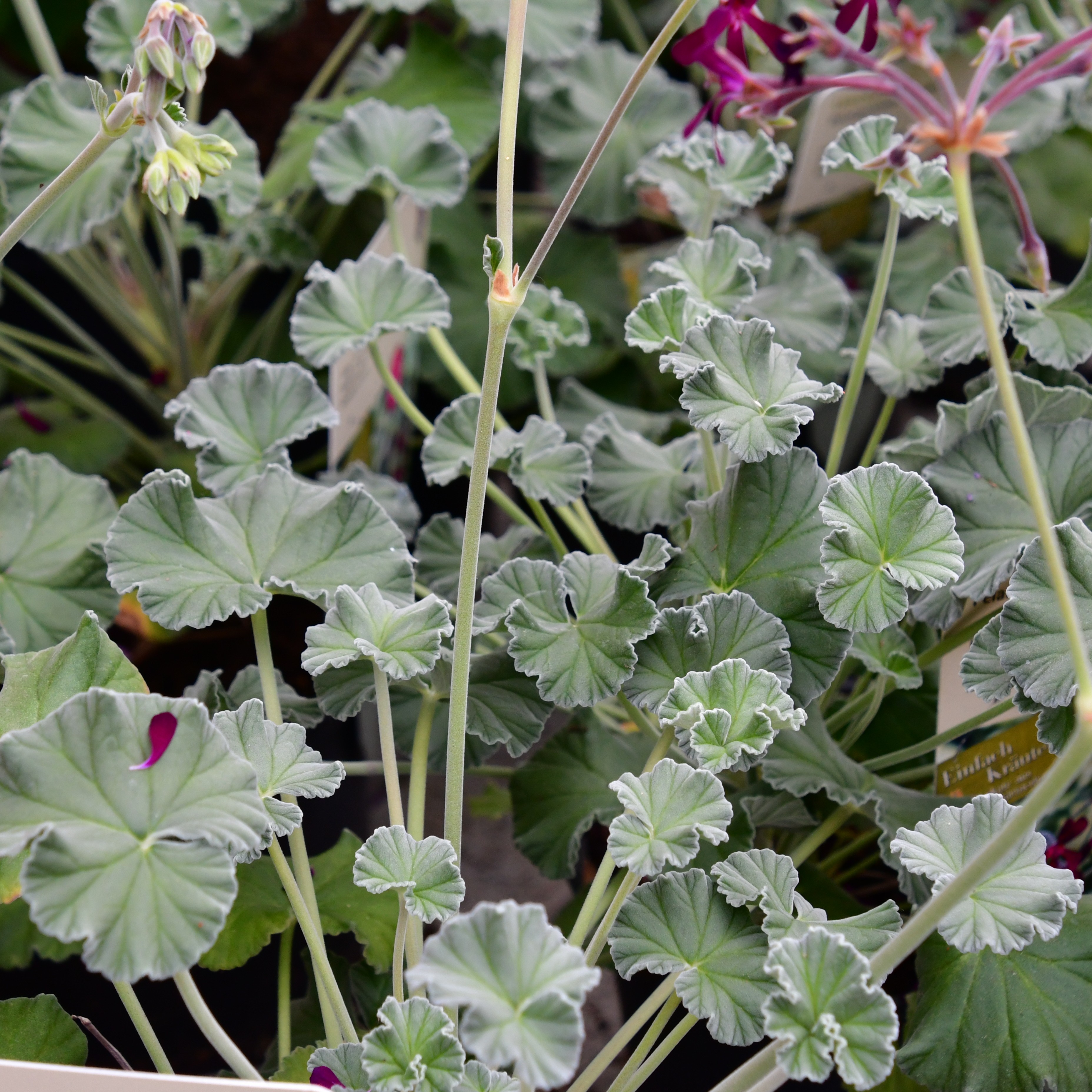 Pelargonium sidoides 1L