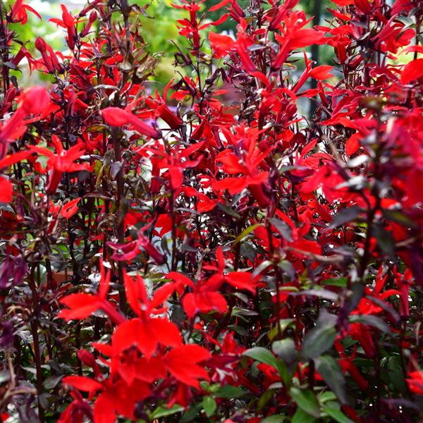 Lobelia x speciosa Fan-Serie 3L