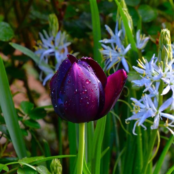 Tulpe Queen of Night