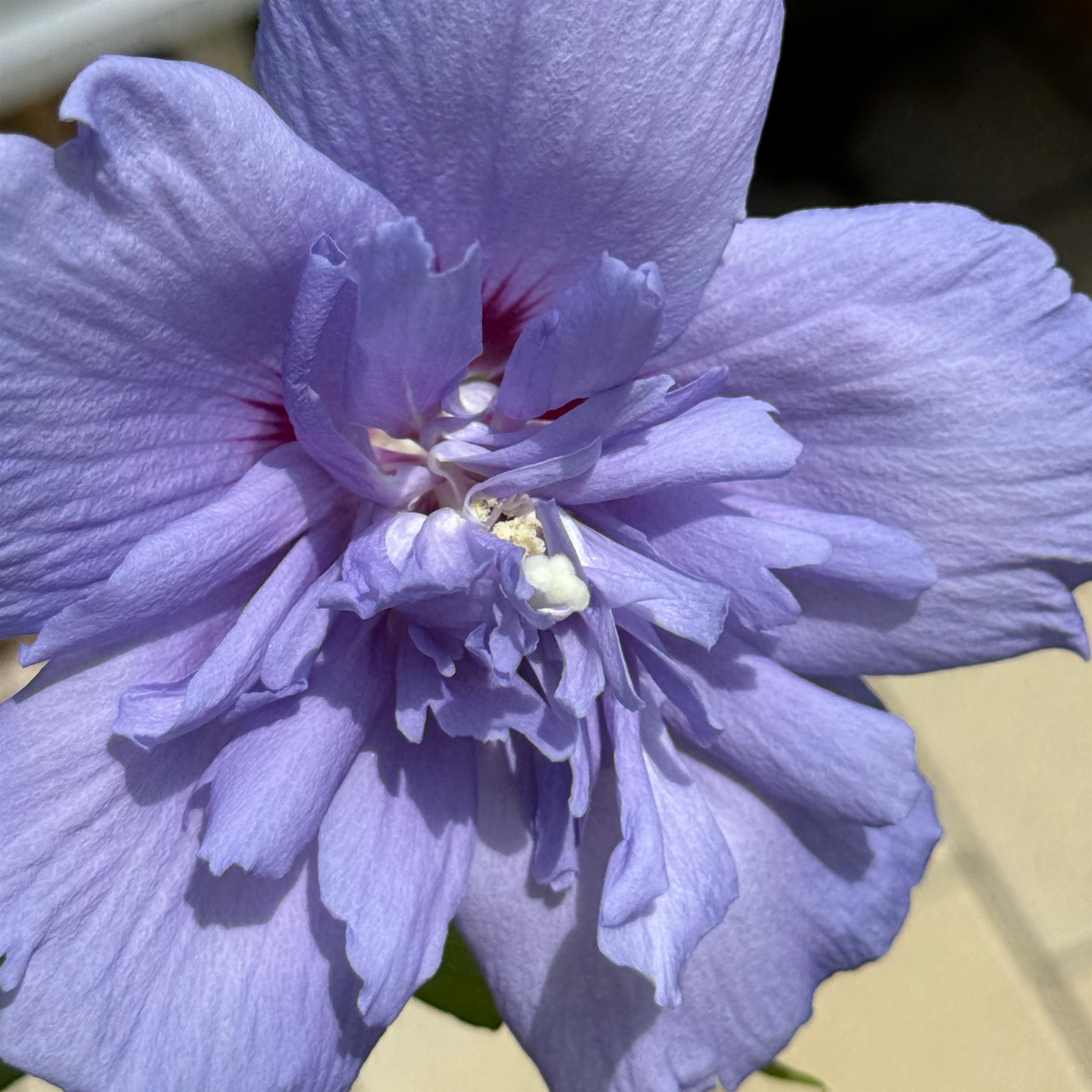 Hibiscus 'Blue Chiffon' C3