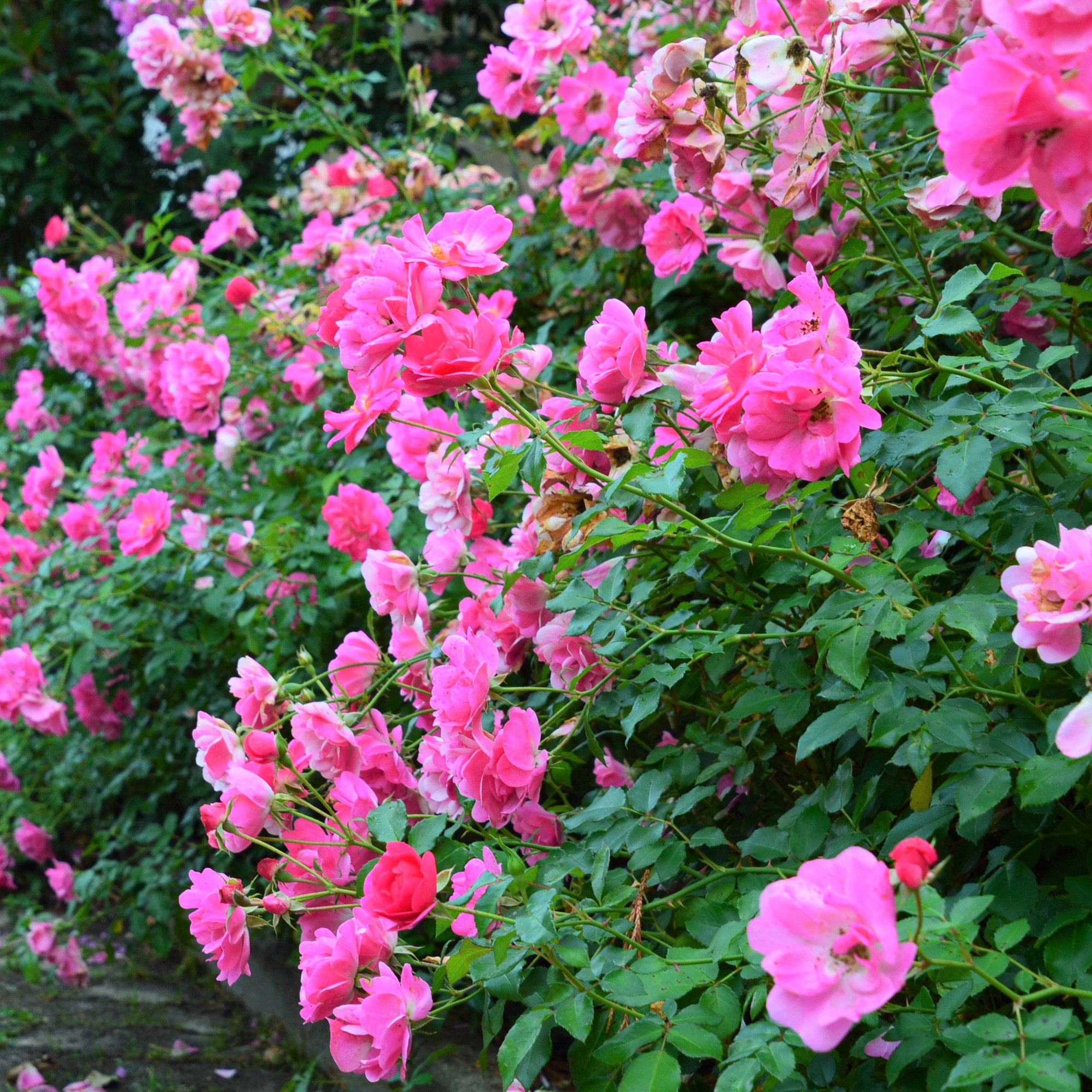 Bad Wörishofen 2005 / Pink Emely