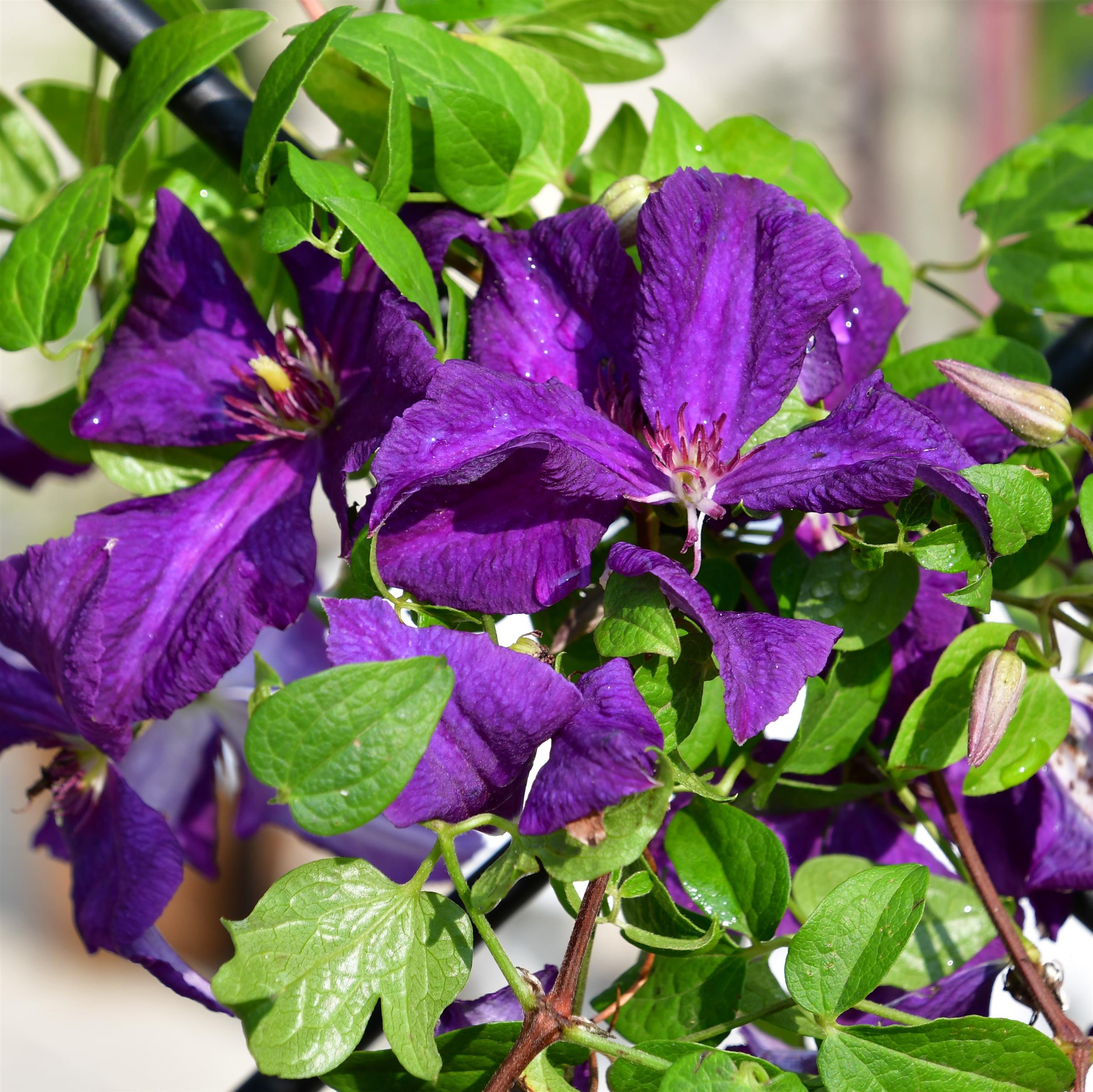 Clematis vitic.polish Spirit