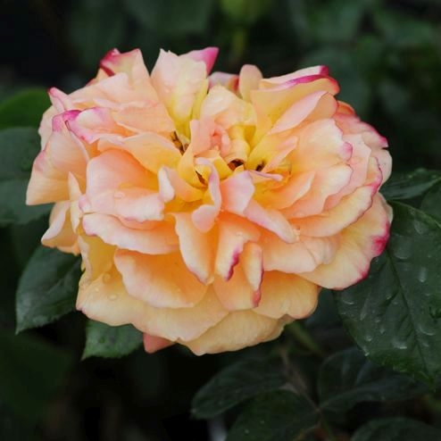 Bernstein Rose
