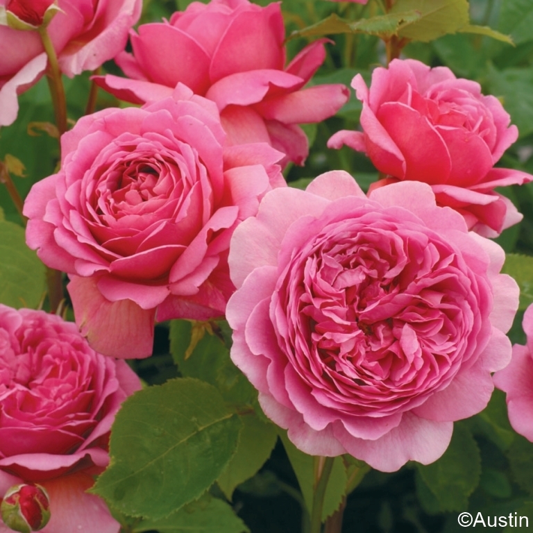 Princess Alexandra of Kent - Stammrose 90 cm