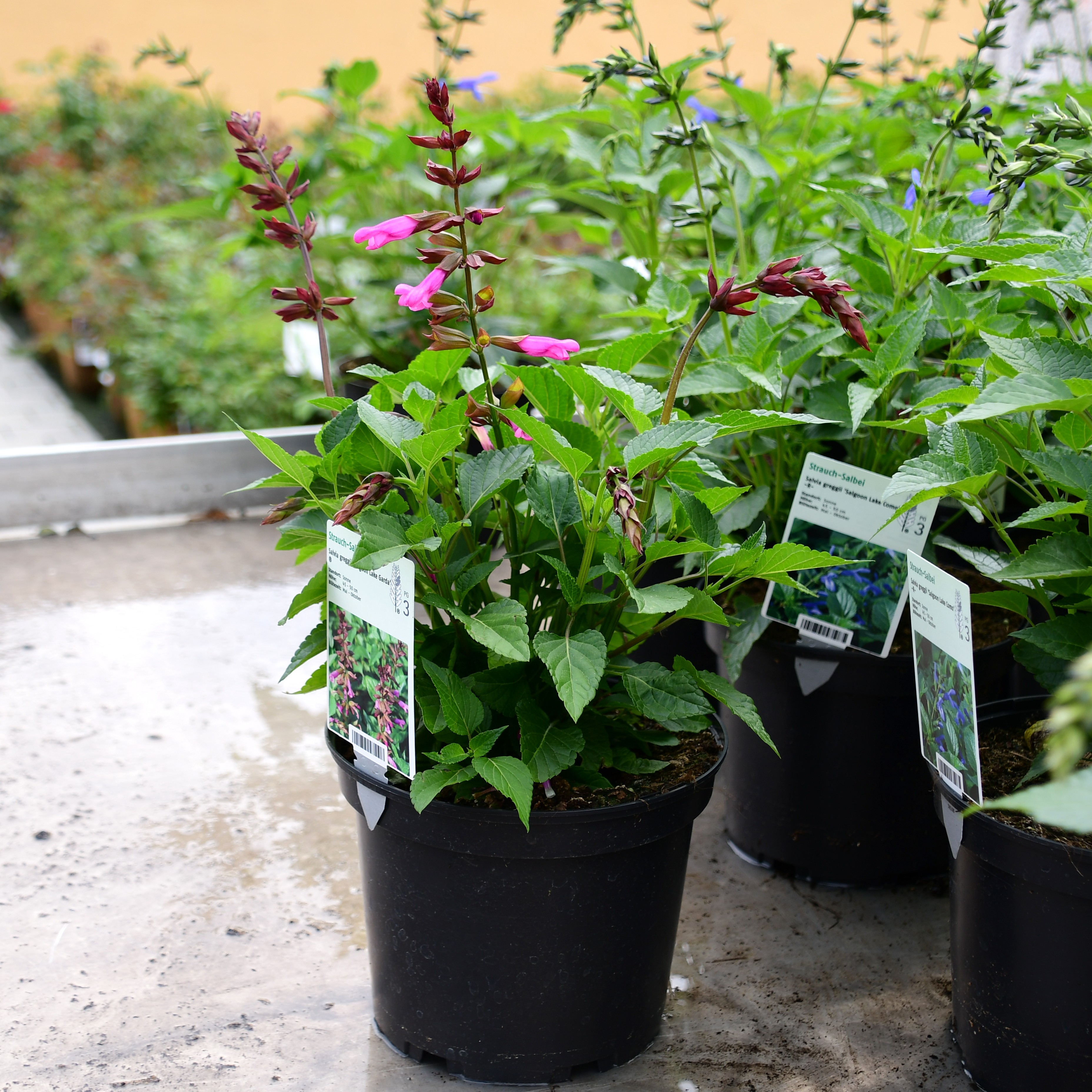 Salvia Salgoon Lake Garda 3L