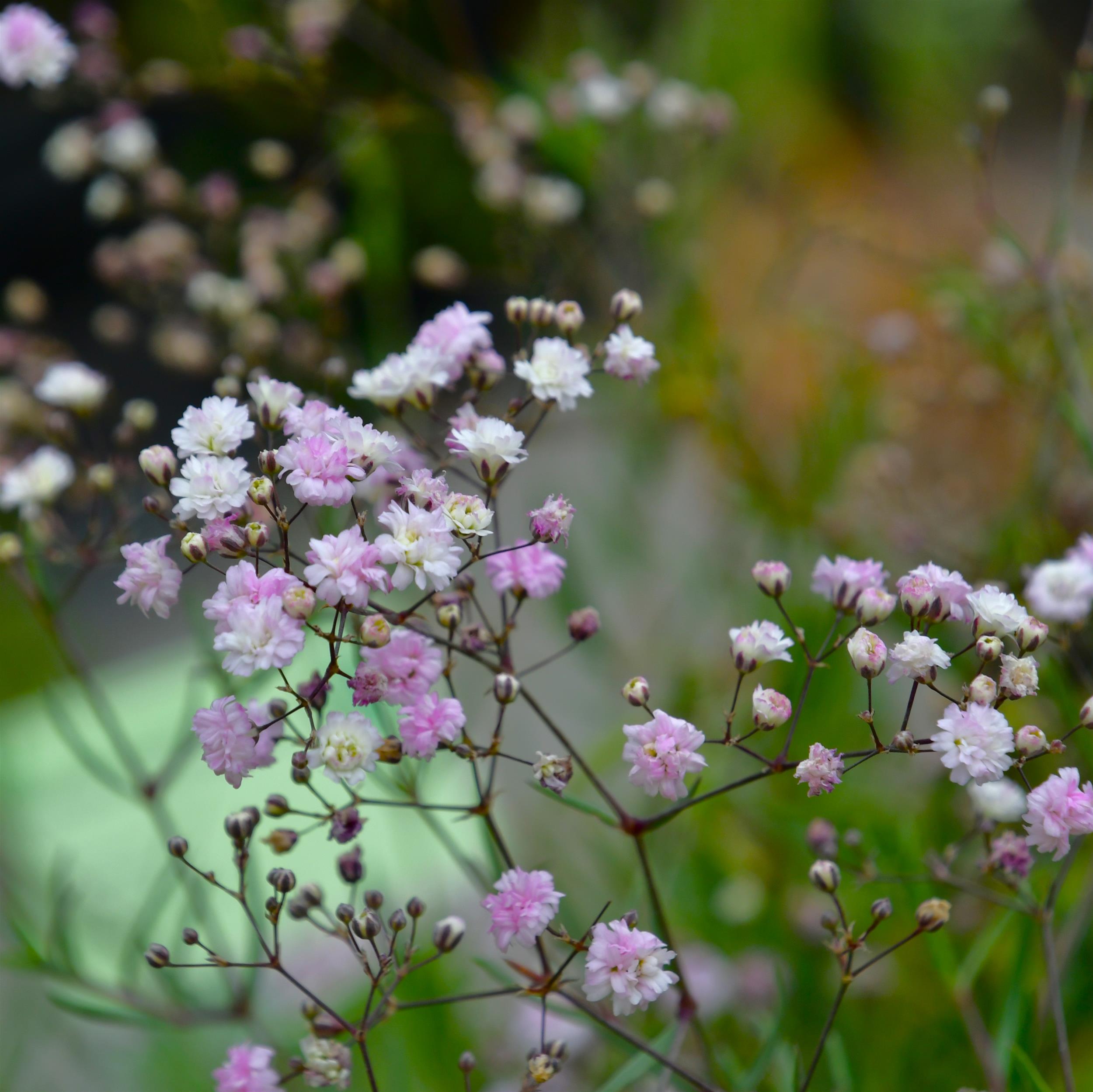 Gypsophila repens 'Rosenschleier' 3L