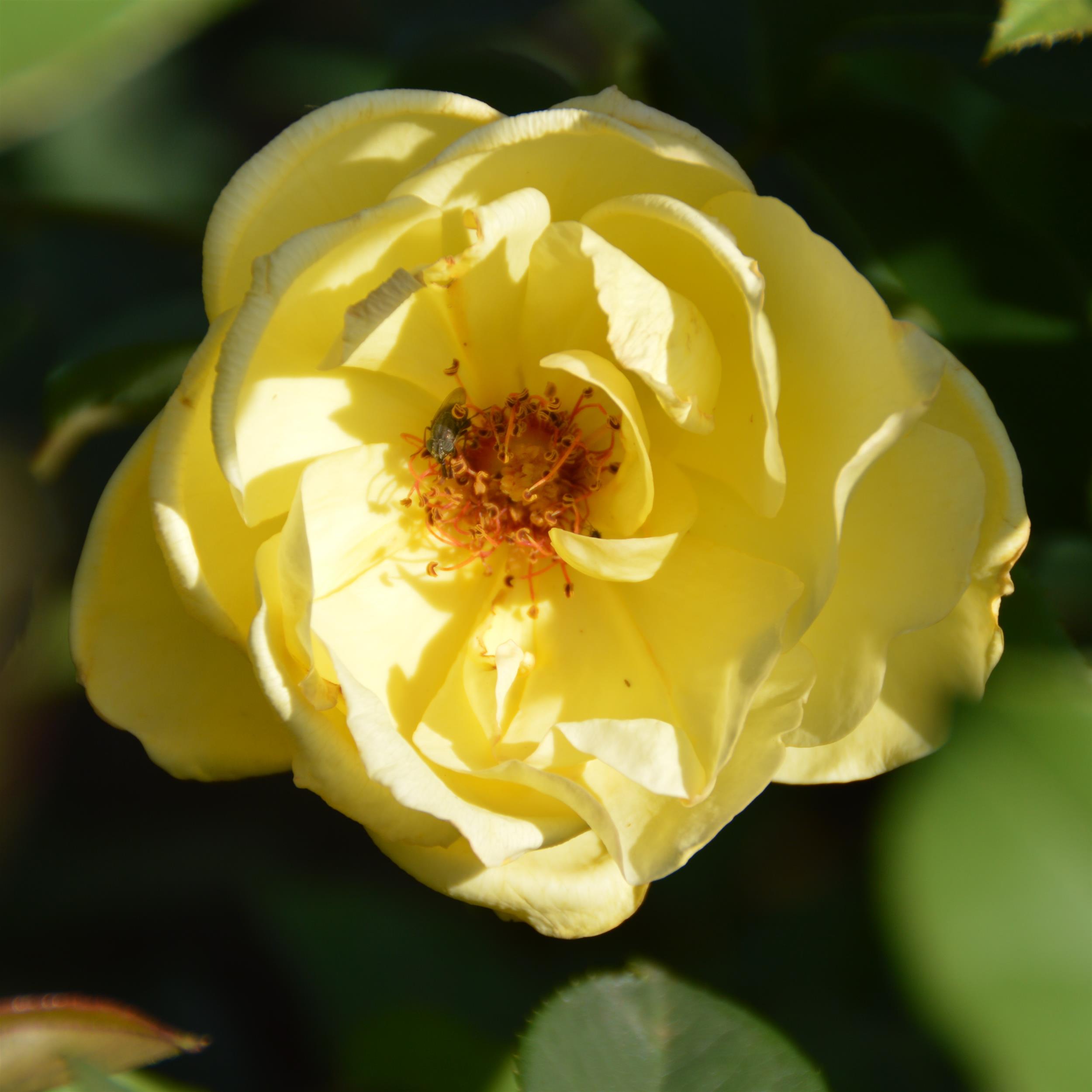 Kingcup / Big Buttercup