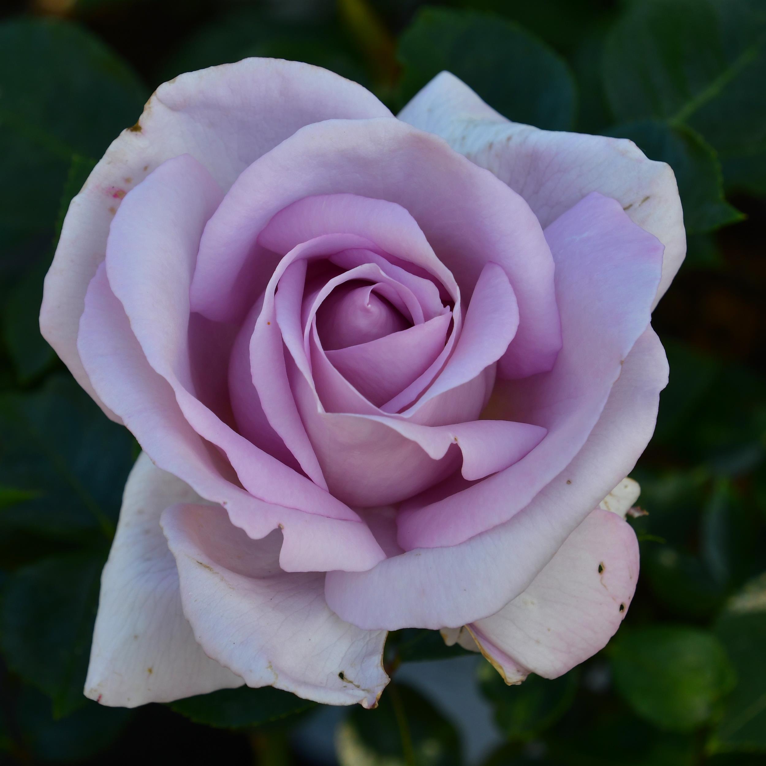 Synactif (La Rose de Petit Prince)