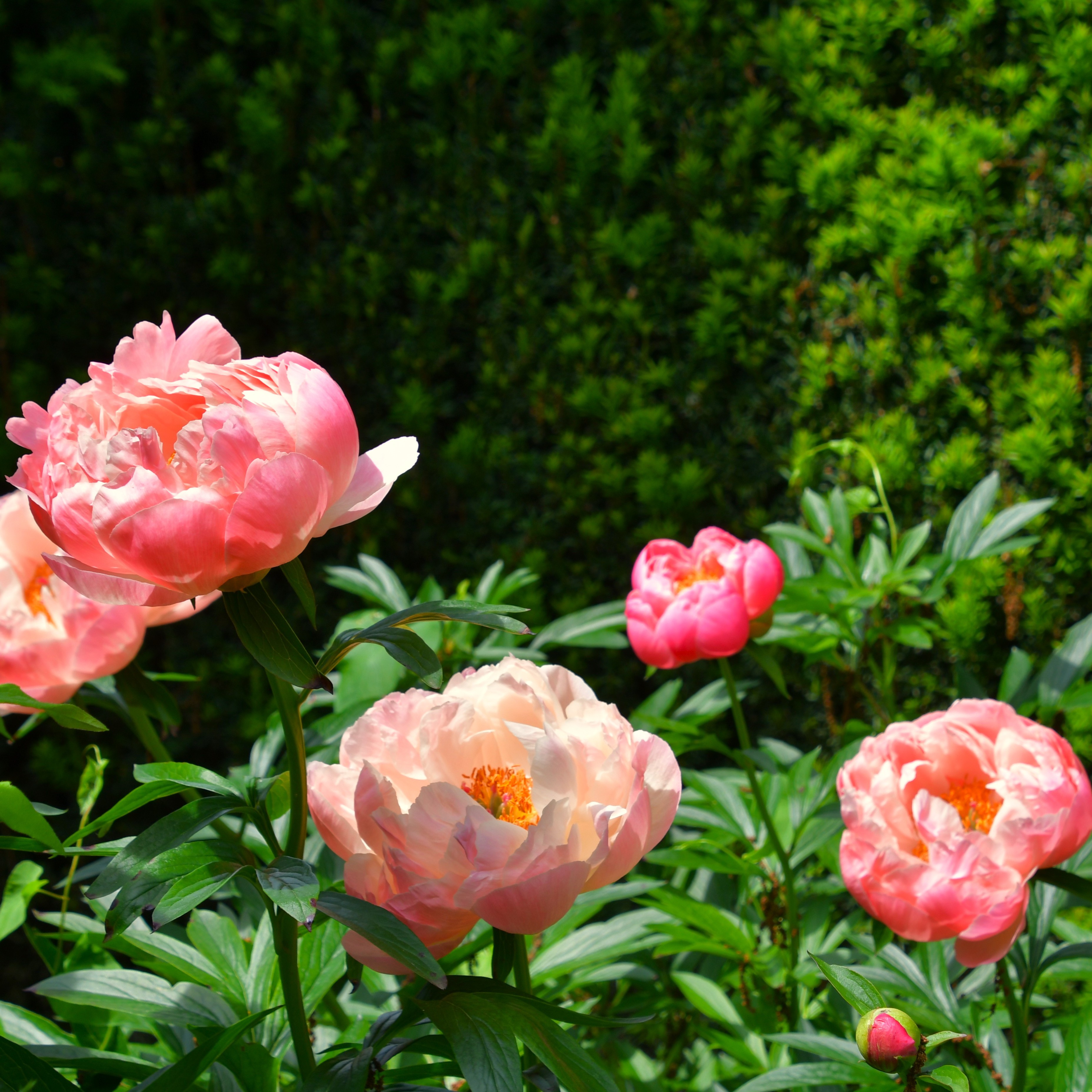 Paeonia lactiflora Coral Sunset C2