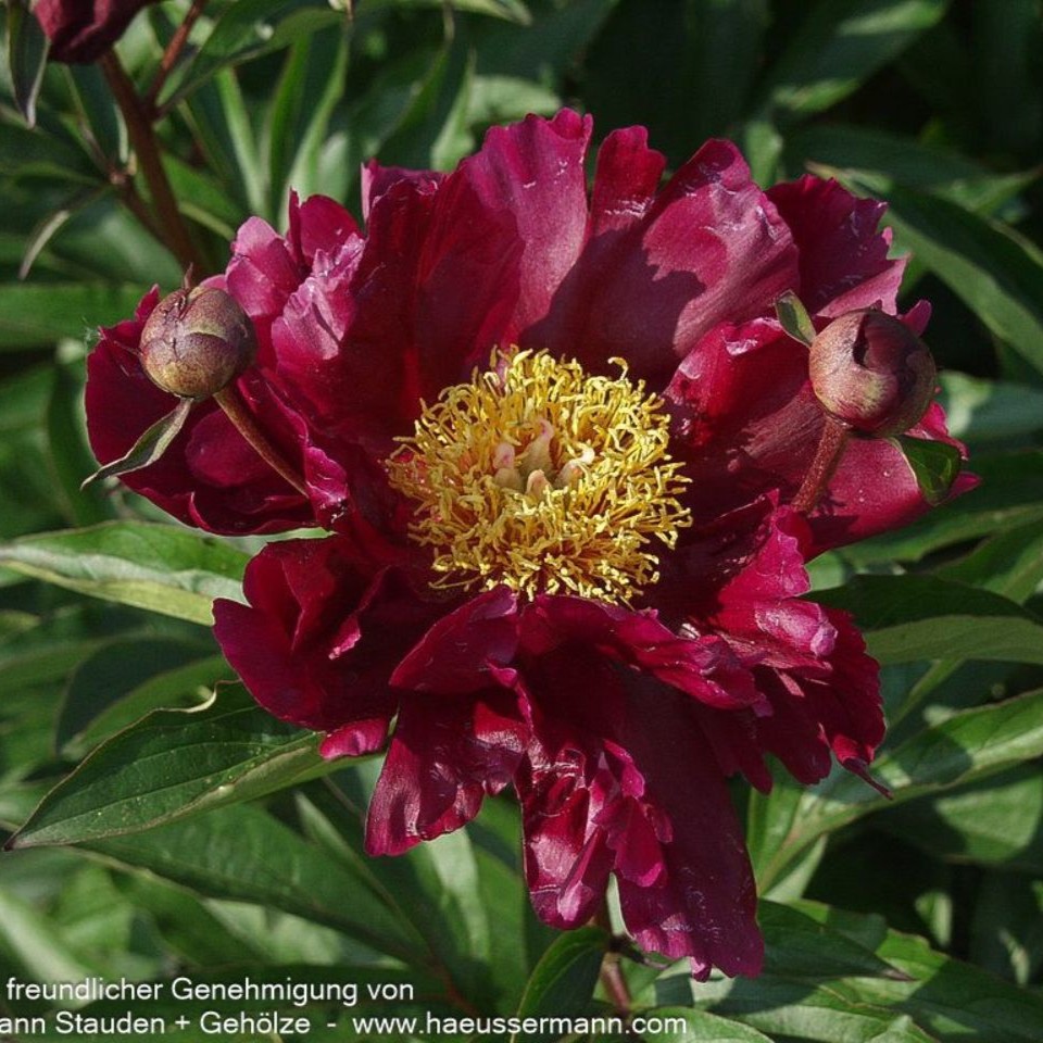 Paeonia lactiflora Hogarth 2L