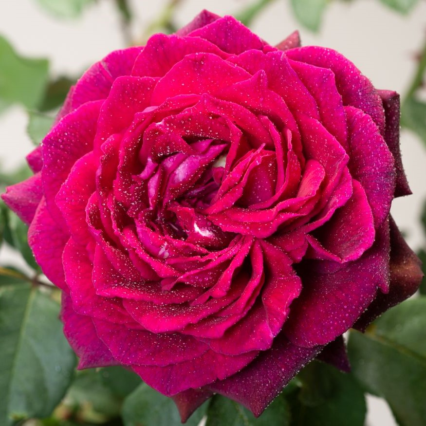 Gräfin Diana - Stammrose 90 cm