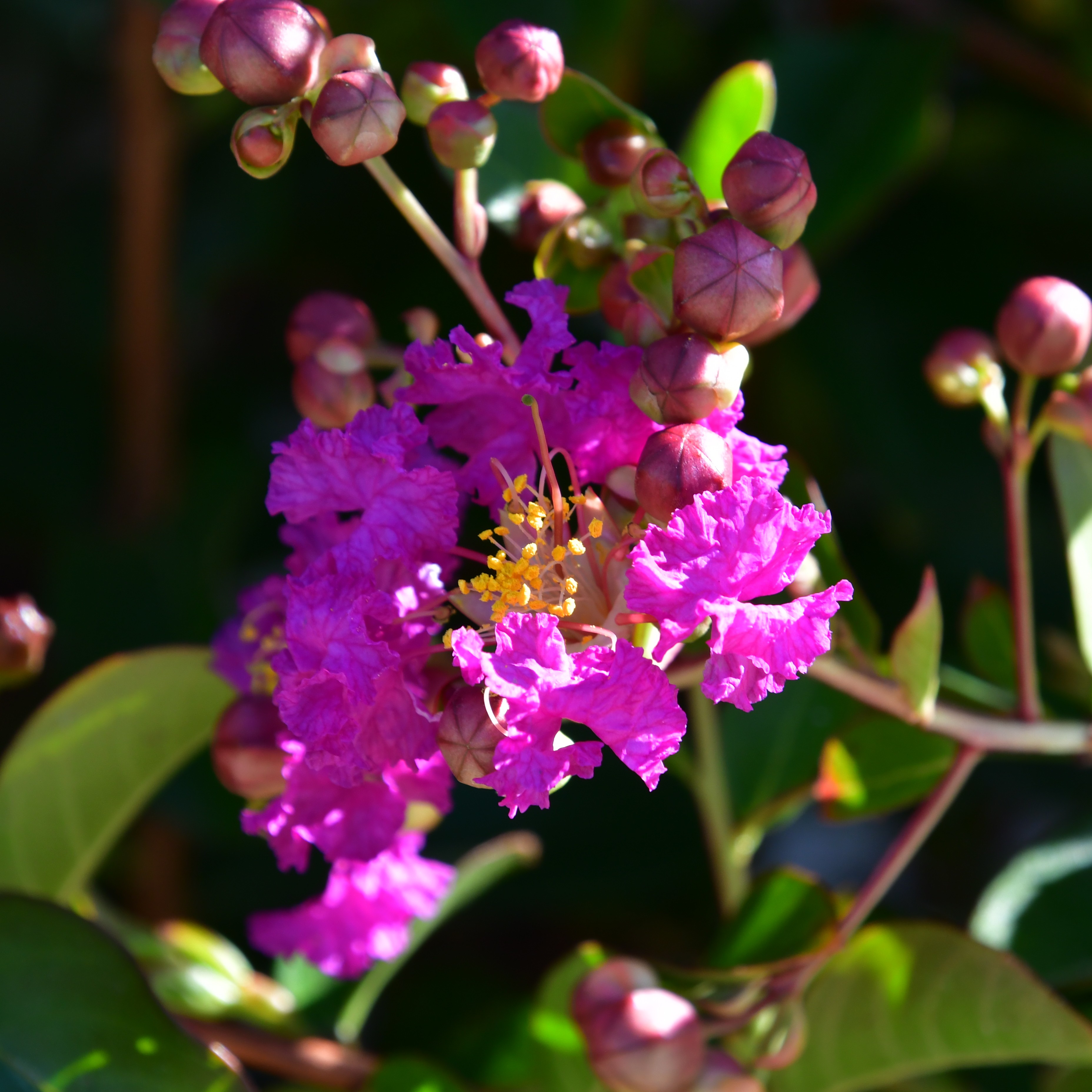 Lagerstroemia Violet d'ete 5L