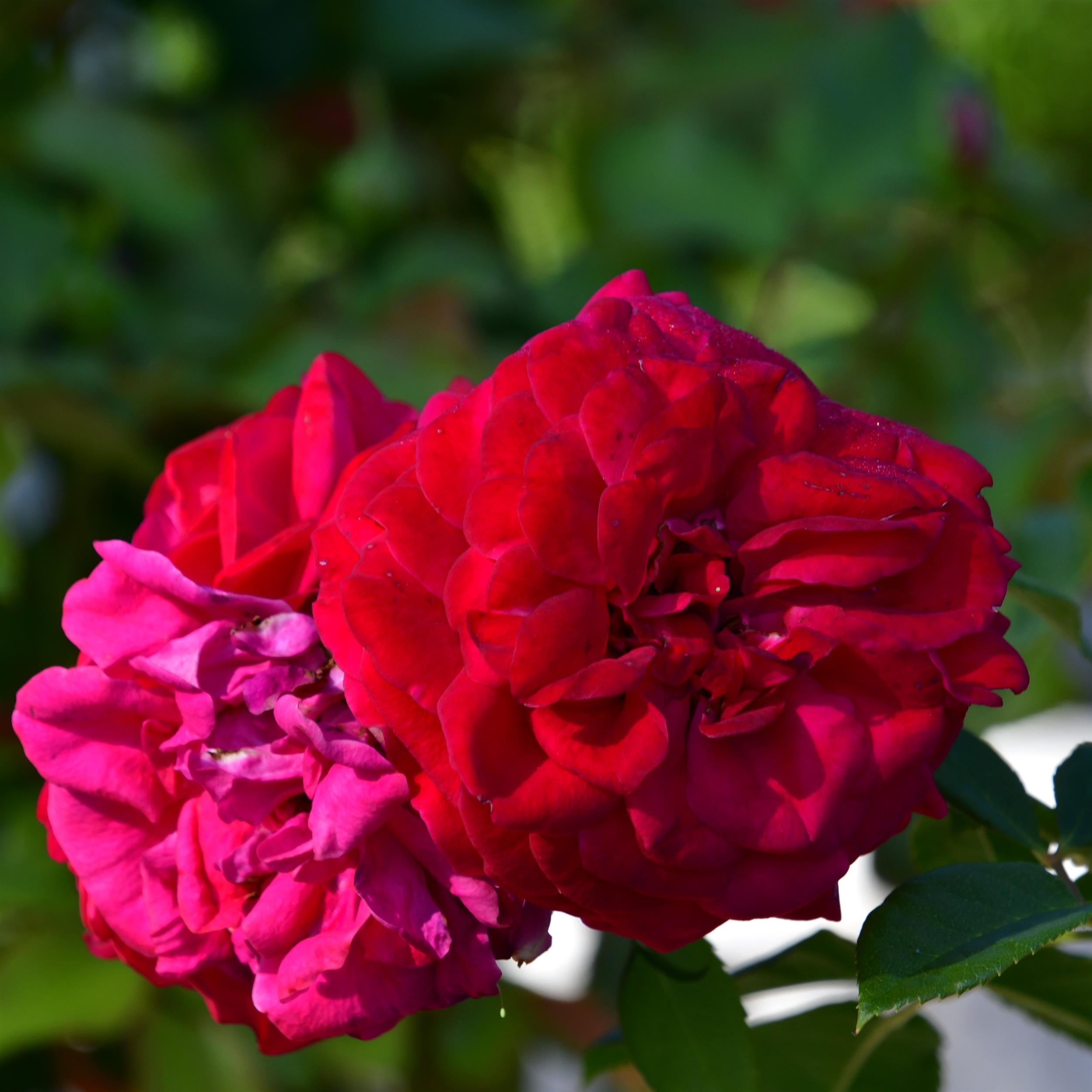 Rouge Meilove - Stammrose 60 cm