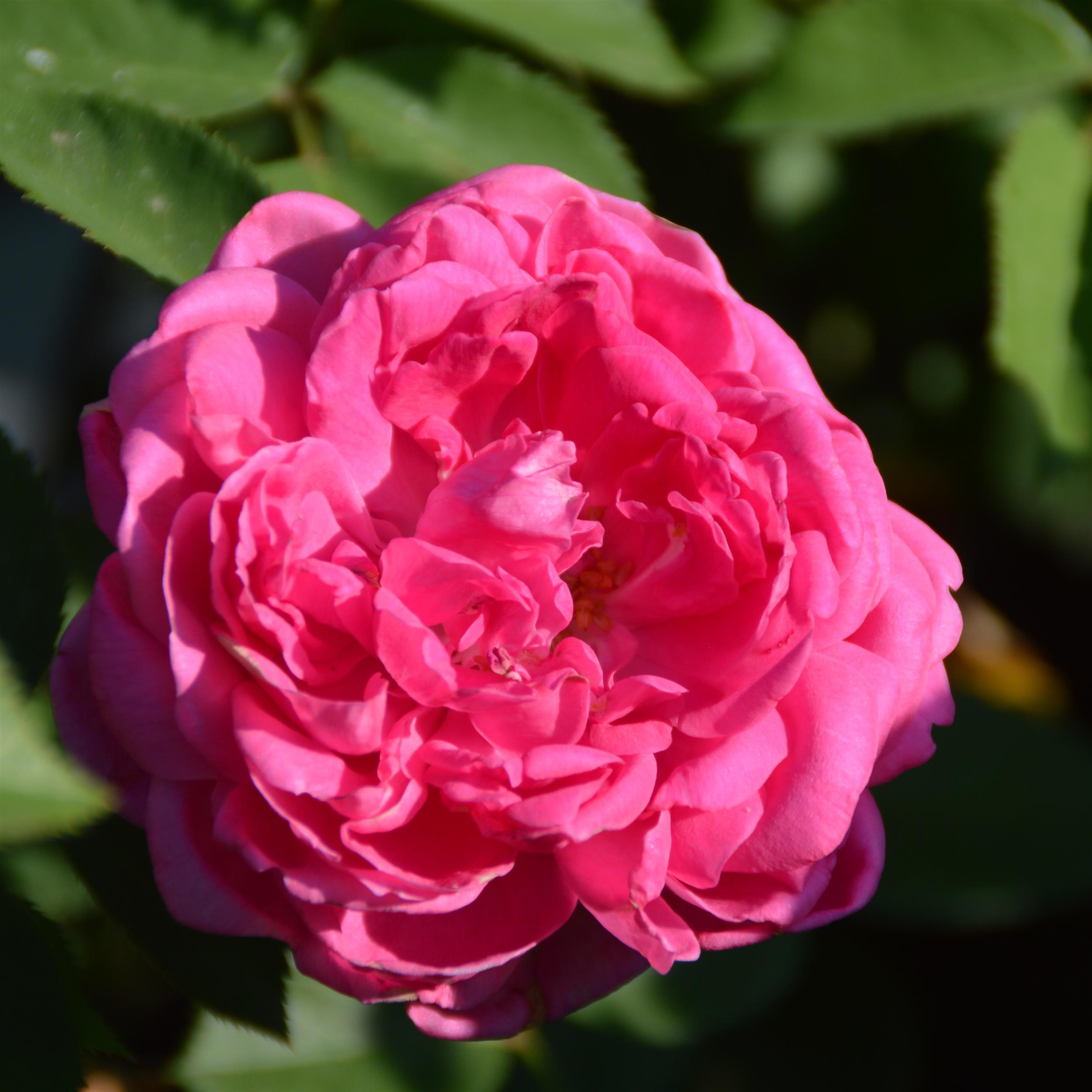 Swiss Damask