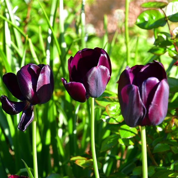 Tulpe Queen of Night