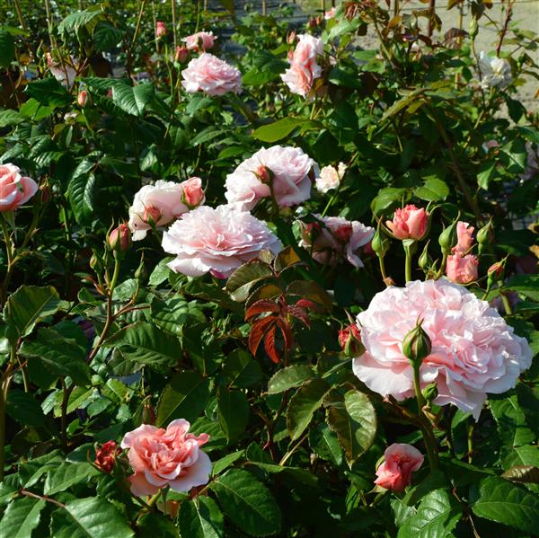 Rose de Tolbiac