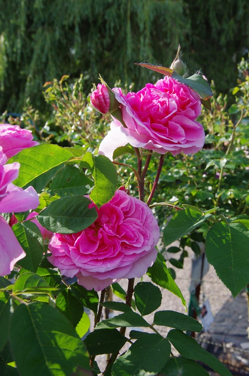 Gertrude Jekyll - Stammrose 90 cm