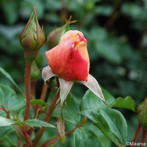 Sangerhäuser Jubiläumsrose