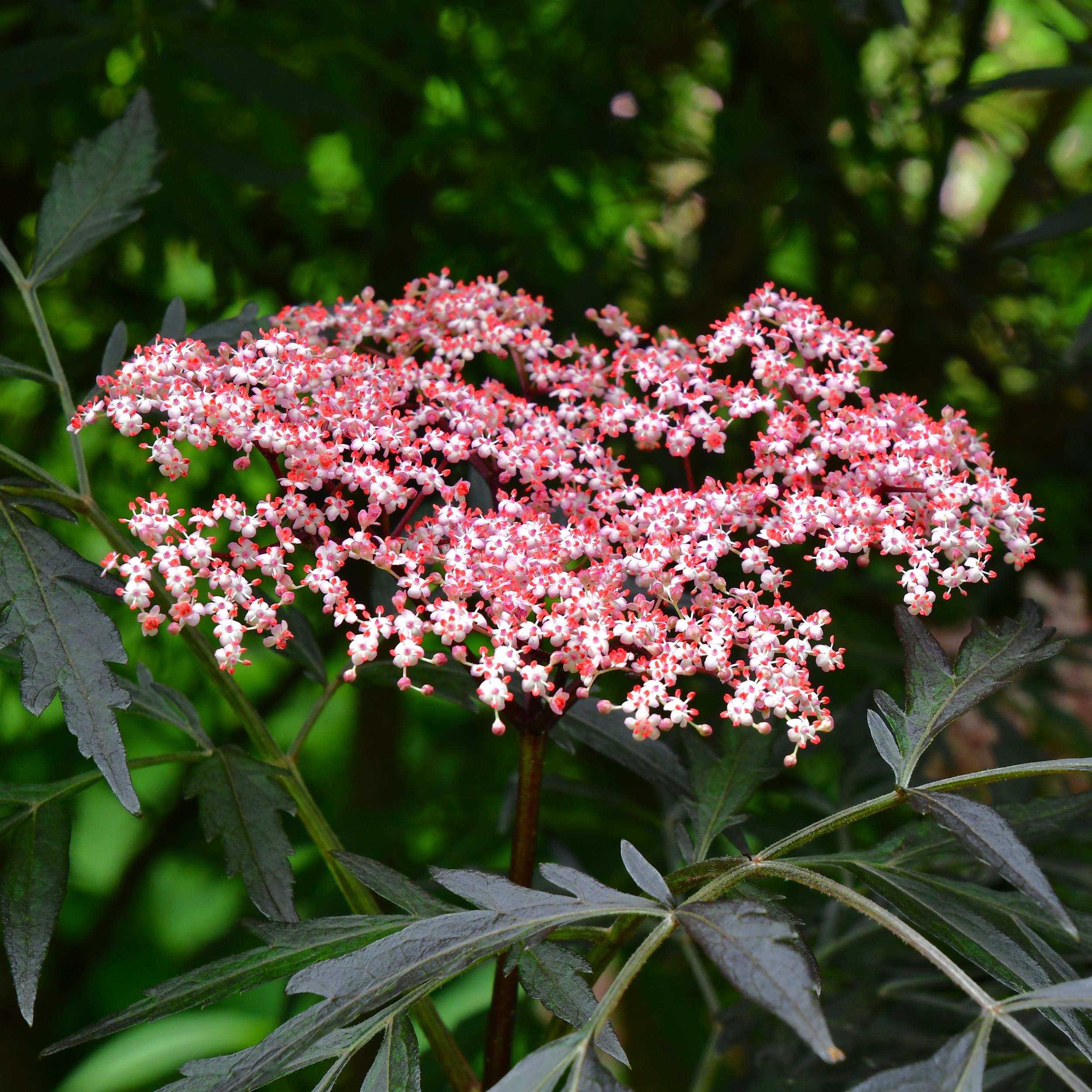 Sambucus nigra 'Black Lace' C5