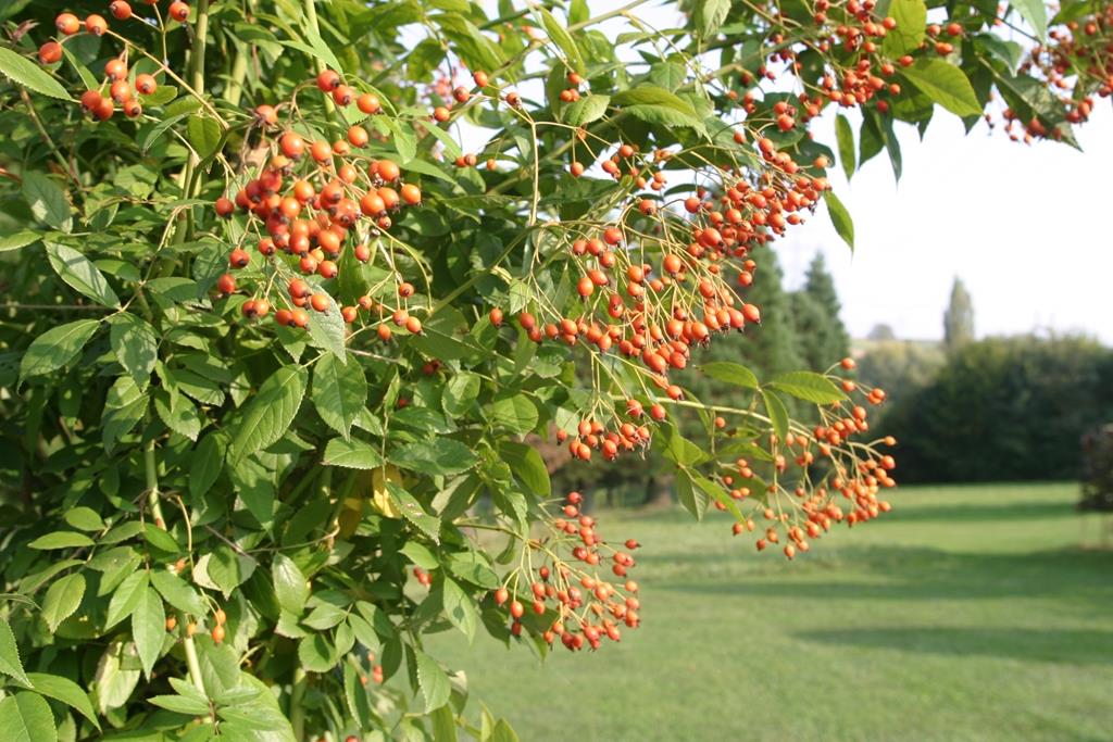 Ettenbühler Glöckchen